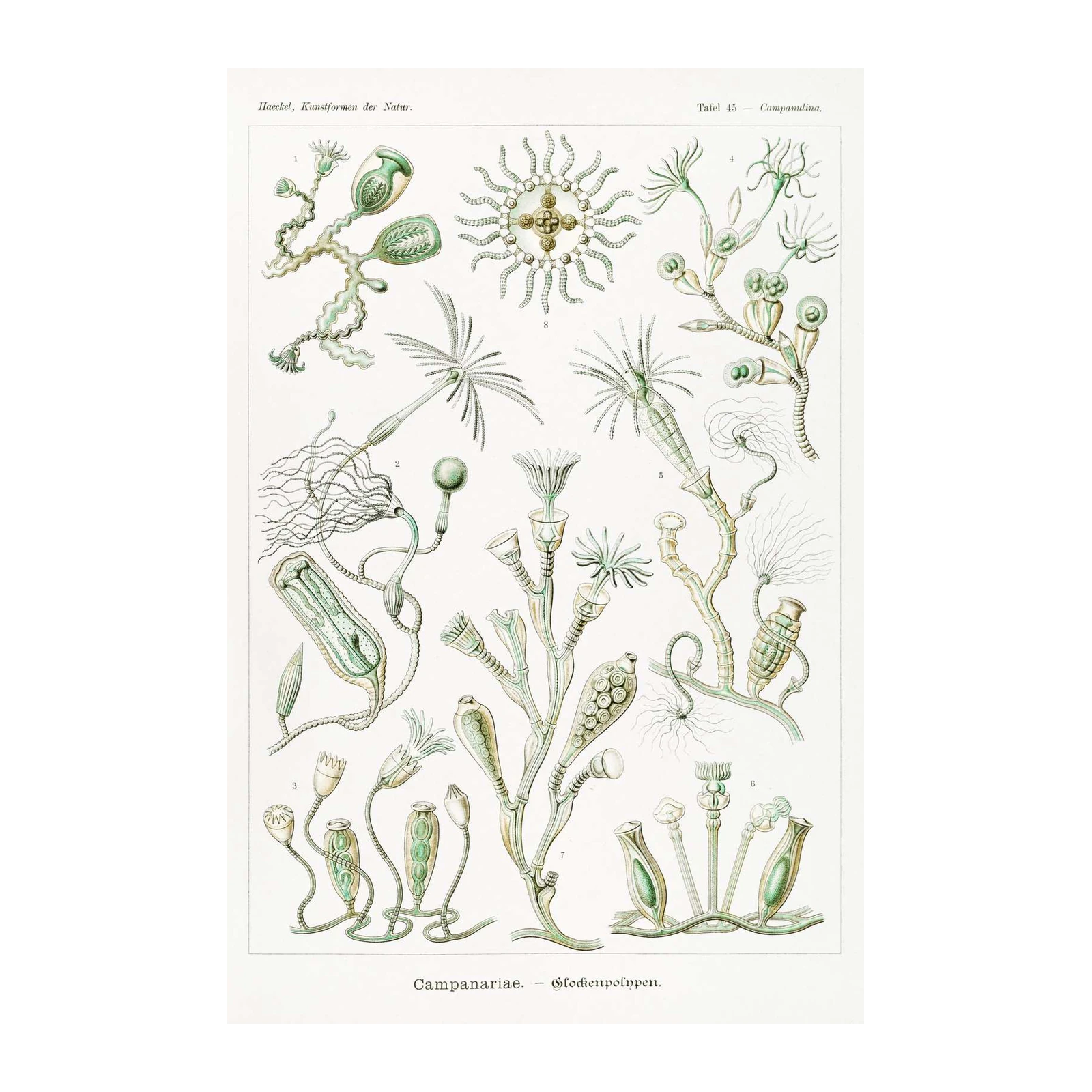 Vintage Campanulariae Scientific Illustration Wall Art