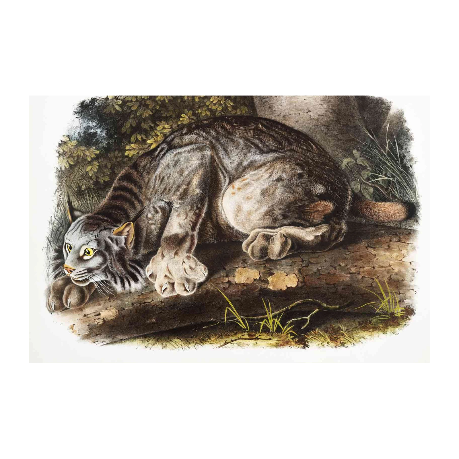Canadian Lynx Majestic Wildlife Wall Art