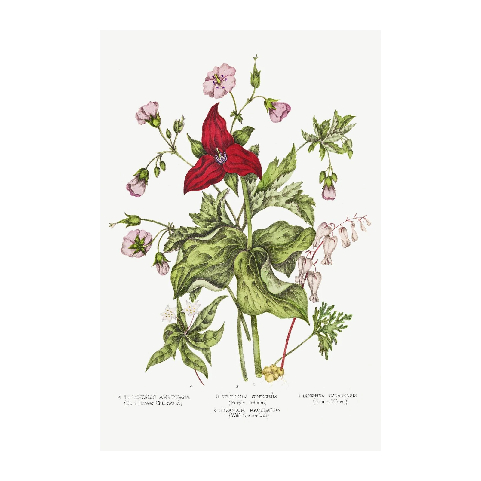Vintage Botanical Floral Still Life Wall Art