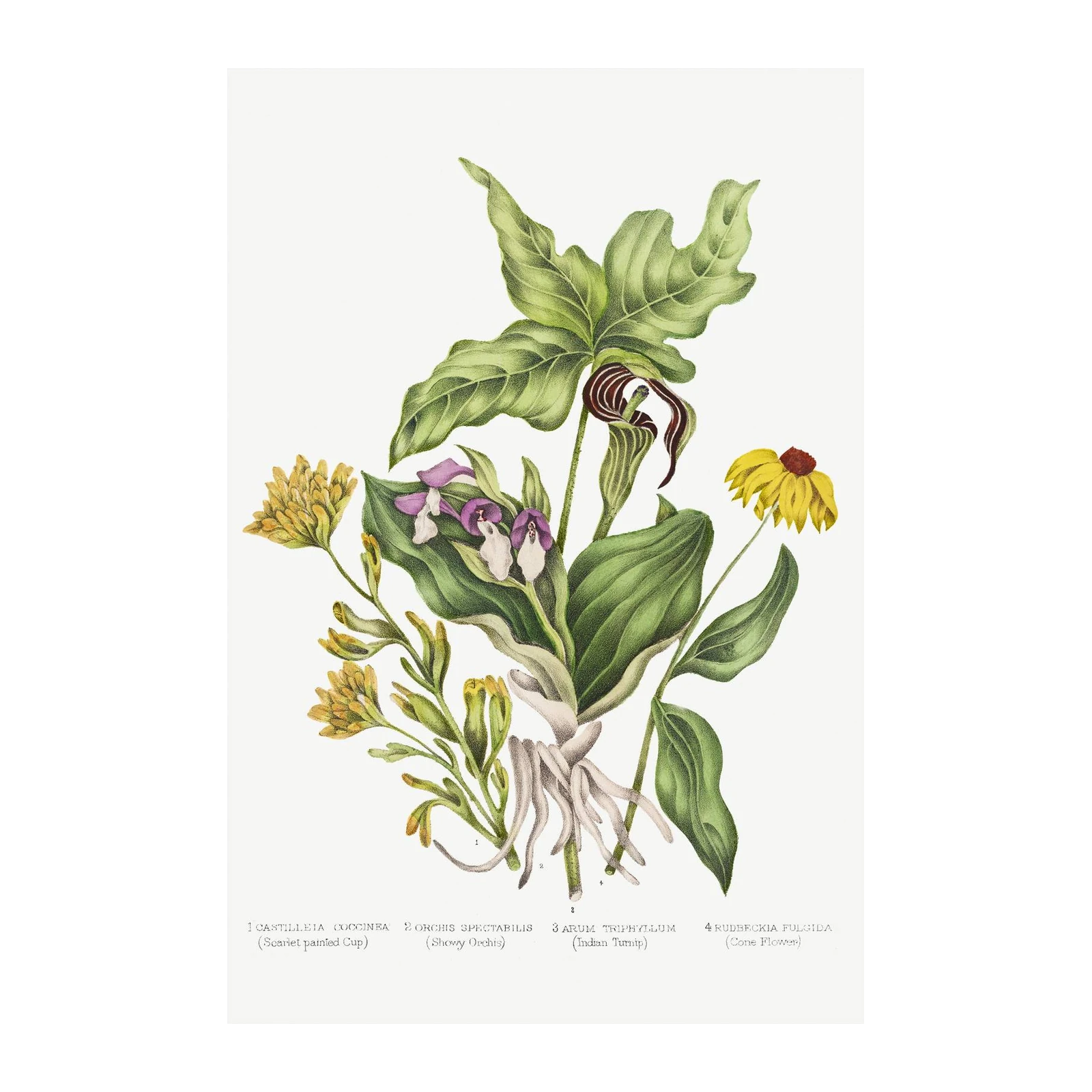 Vintage Botanical Floral Wall Art Wall Art