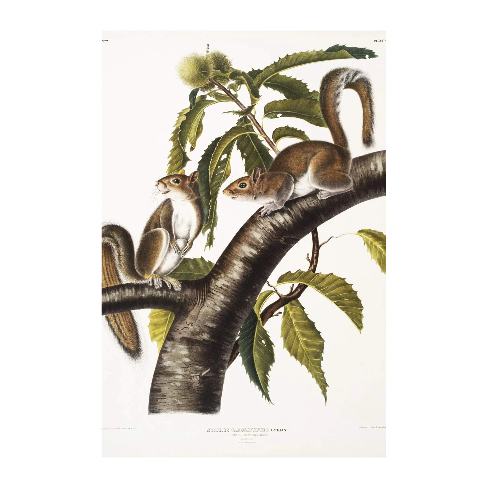 Vintage Squirrel & Chestnut Branch Wall Art