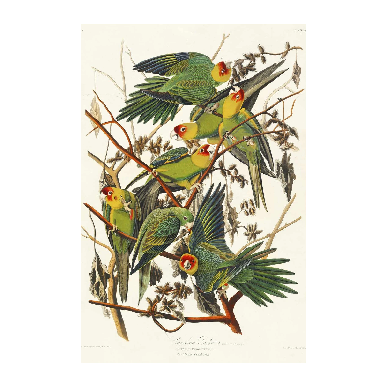 Exotic Carolina Parrot Flock Wall Art