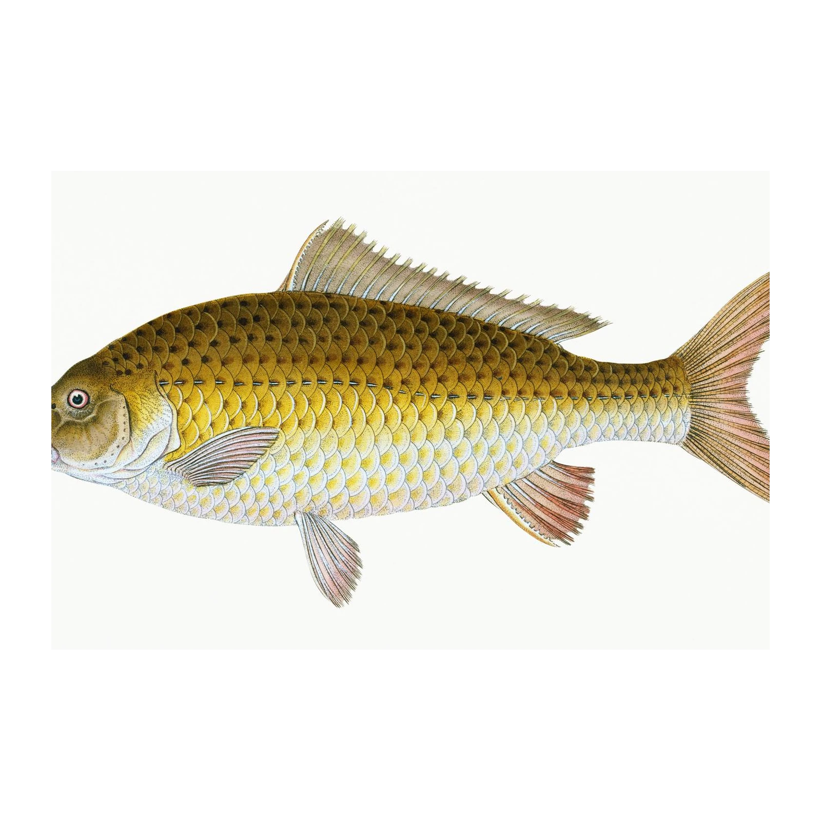 Vintage Carp Fish Wall Art Wall Art
