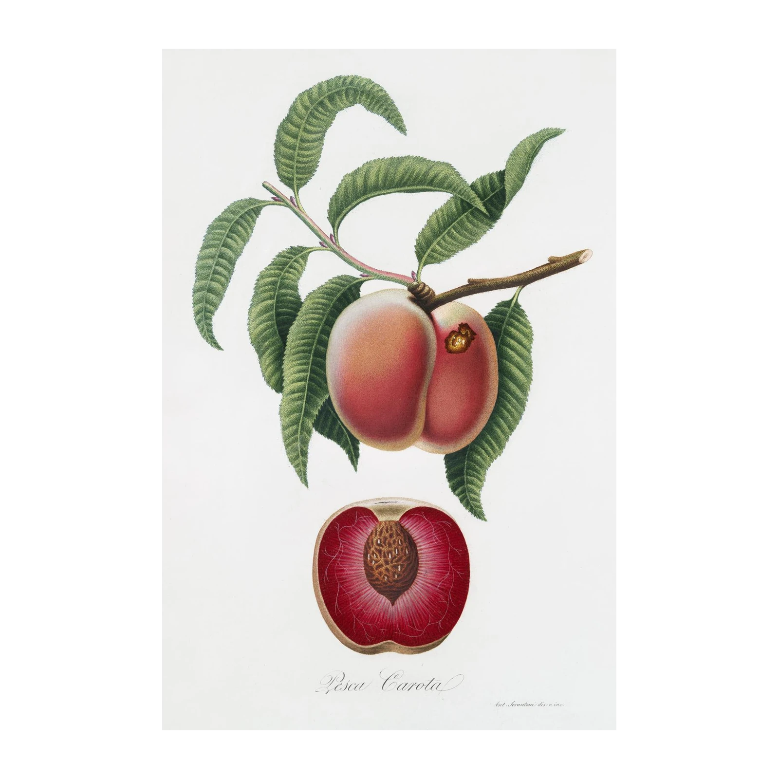 Vintage Peach Botanical Wall Art Wall Art
