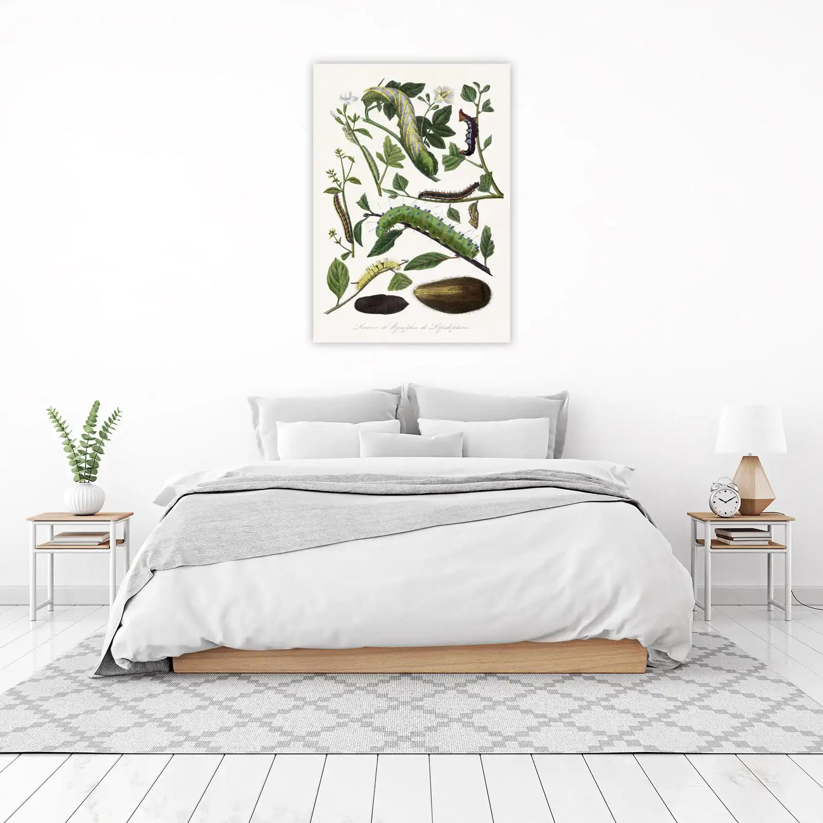 Vintage Caterpillar & Chrysalis Art | Entomological Wall Art