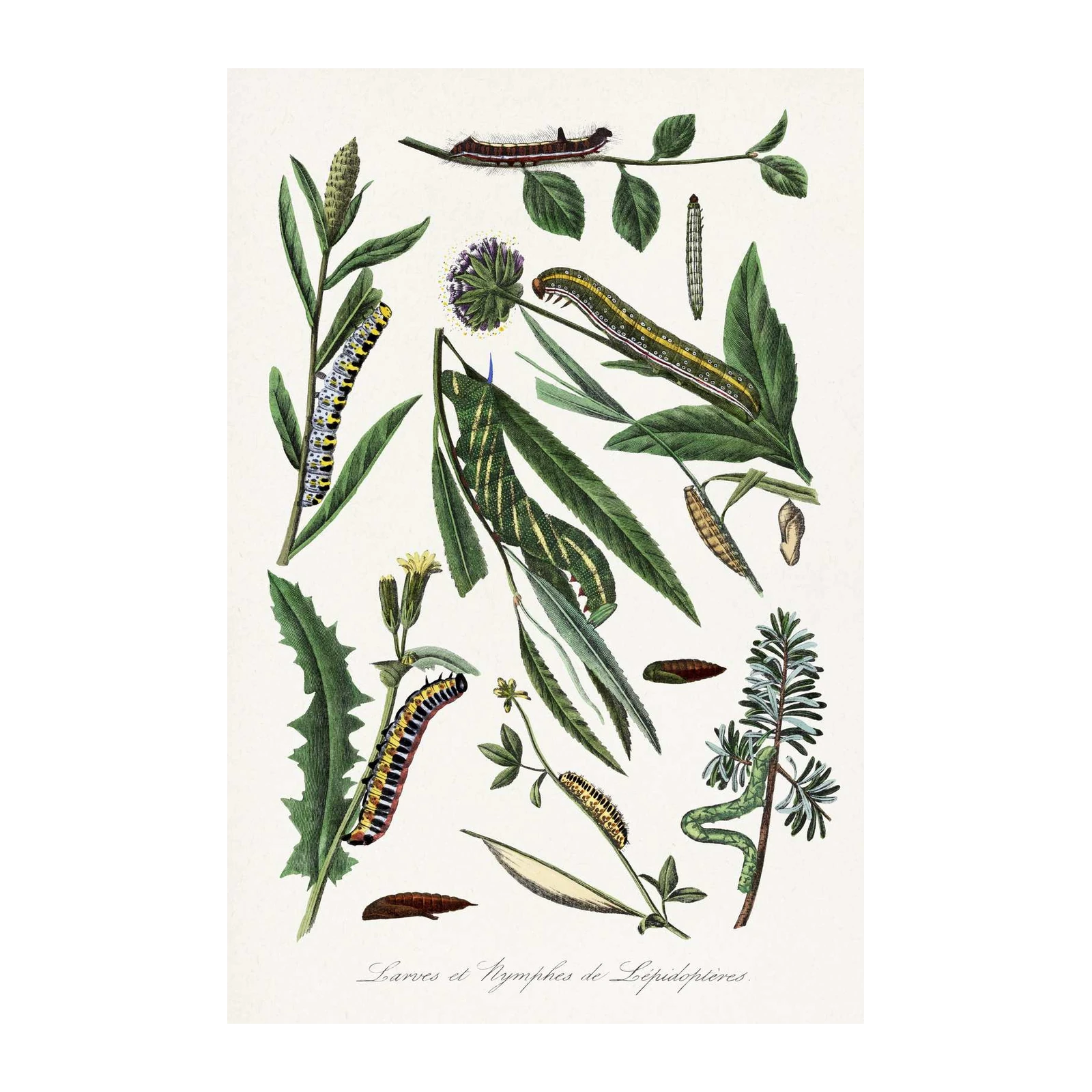 Vintage Butterfly Larvae Botanical Art Wall Art