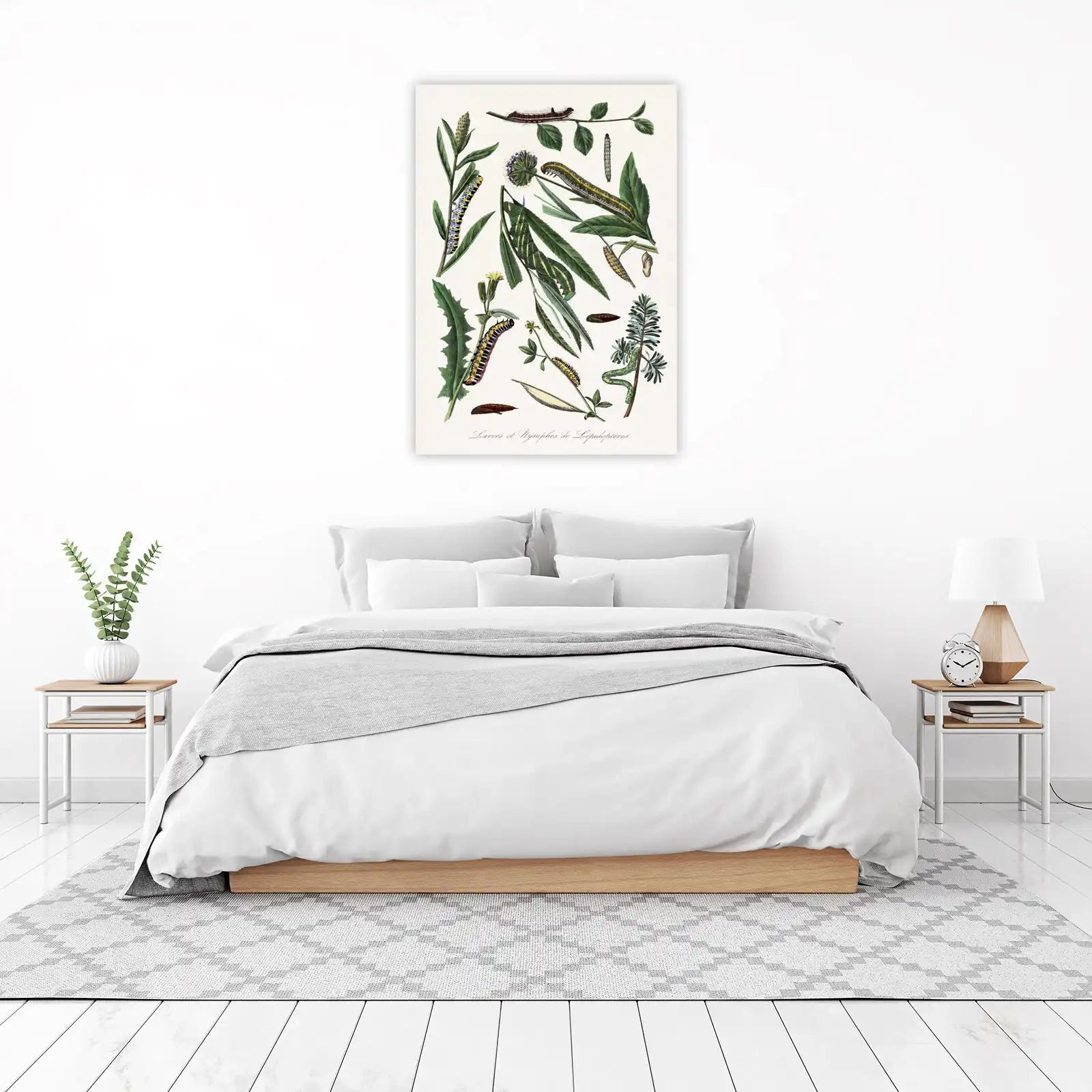 Vintage Butterfly Larvae Botanical Art Wall Art