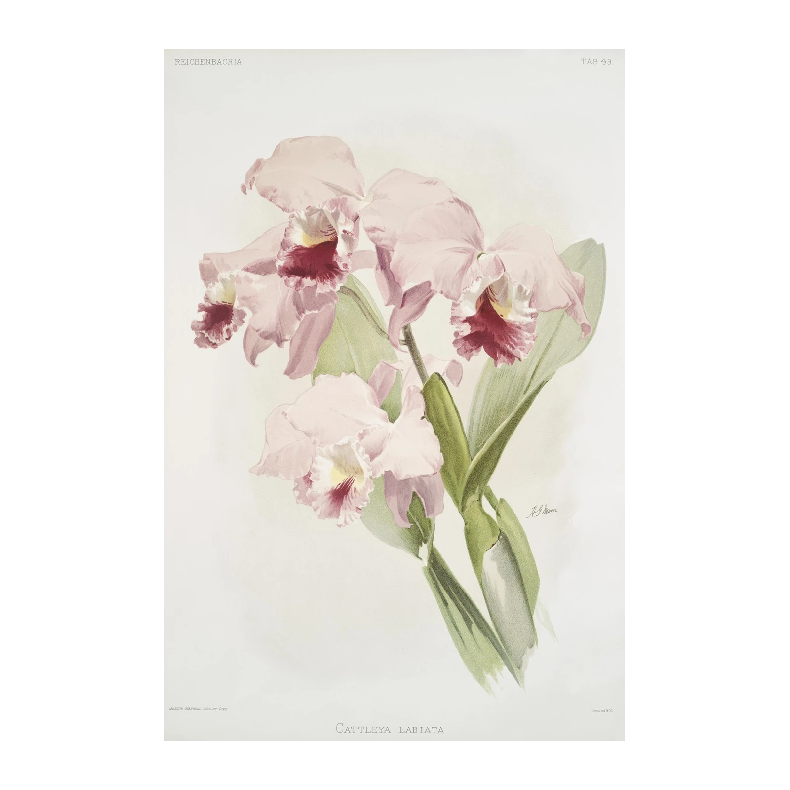 Pink Cattleya Labiata Orchid Vintage Botanical Wall Art