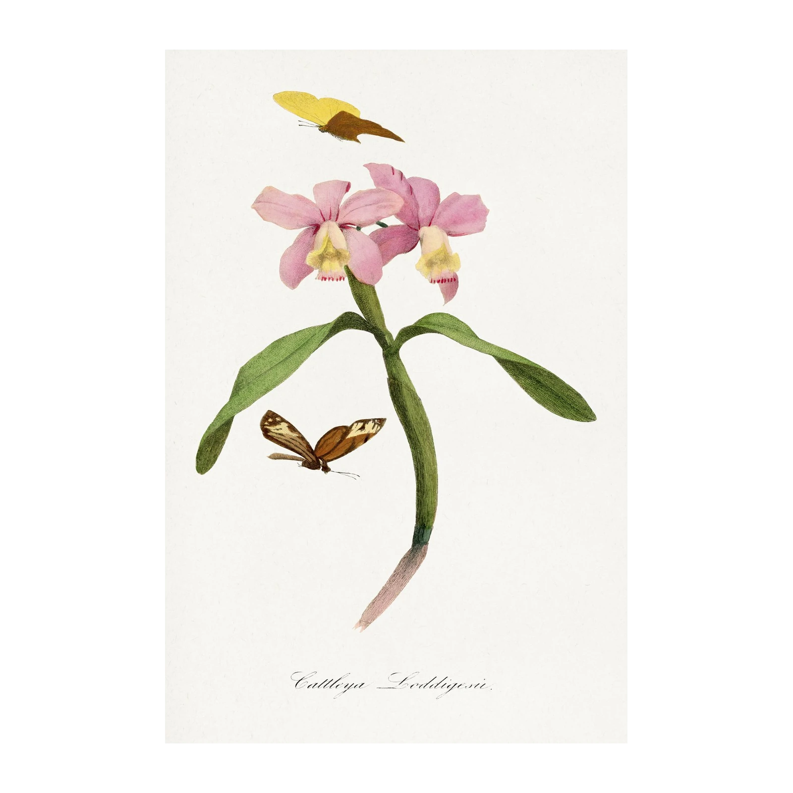 Elegant Pink Orchid & Butterfly Botanical Wall Art