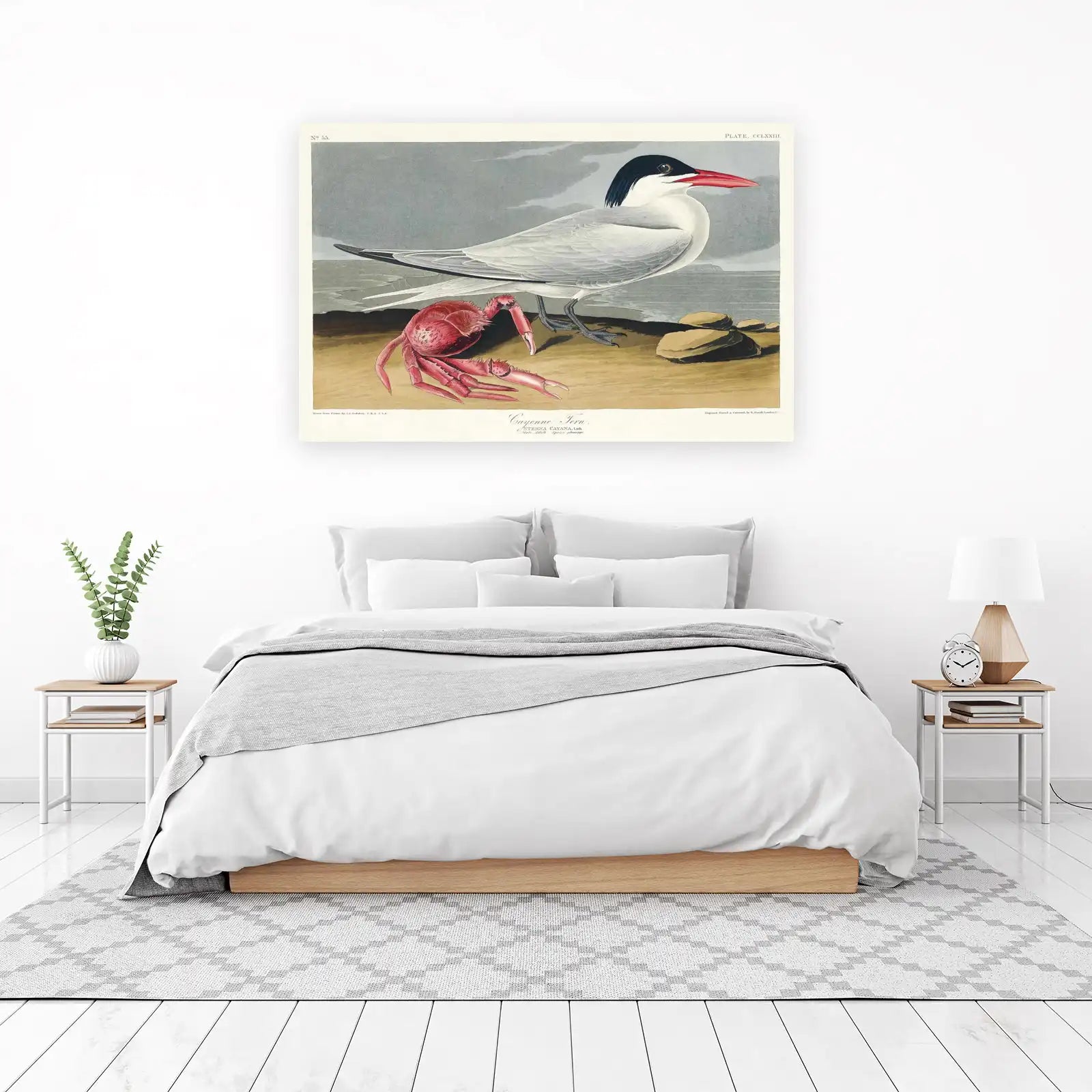 Cayenne Tern & Crab Vintage Ornithology Wall Art