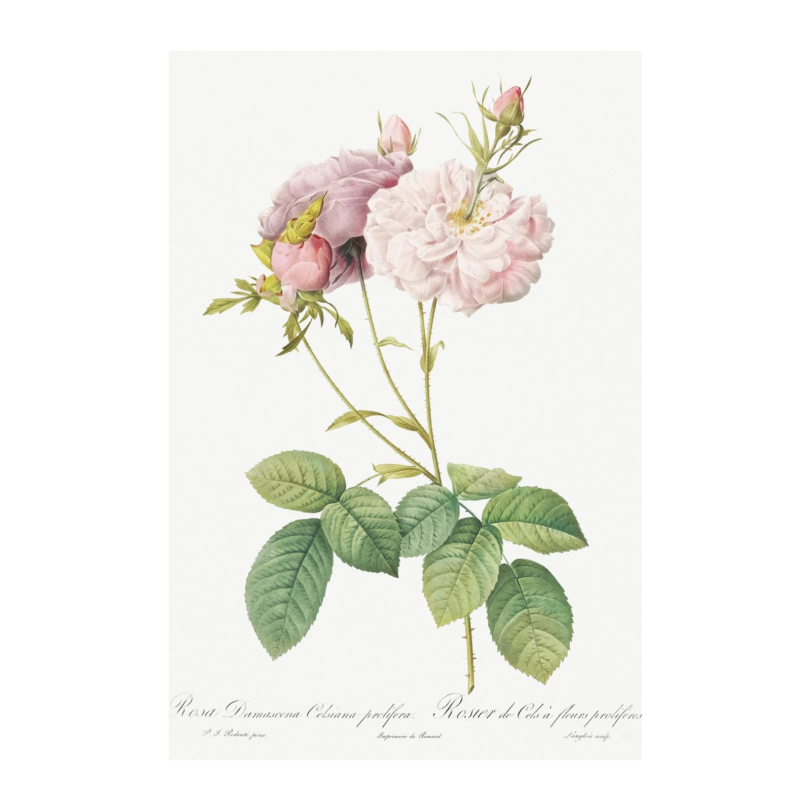 Vintage Rose Botanical Art Wall Art