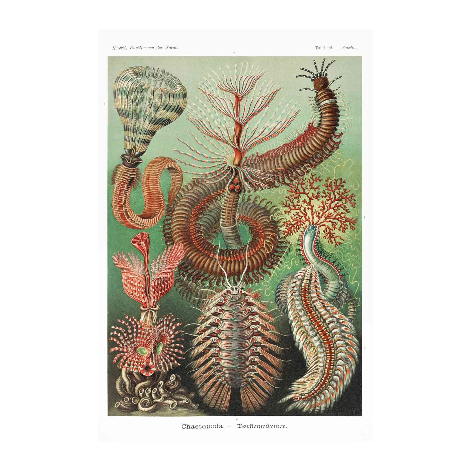 Vintage Marine Life Chaetopod Wall Art