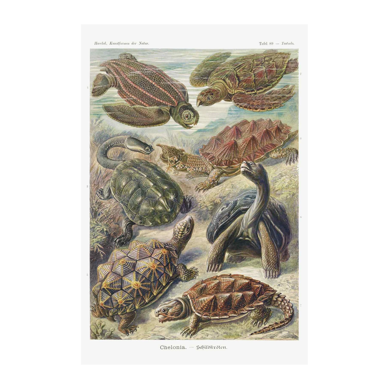 Vintage Turtle Species Art Wall Art