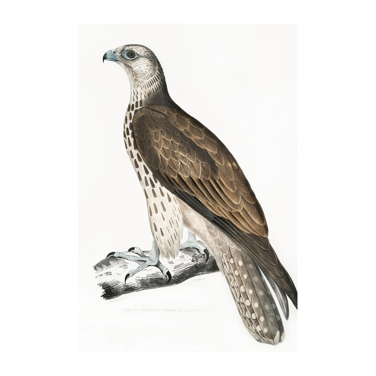 Elegant Cherrug Falcon Art Wall Art