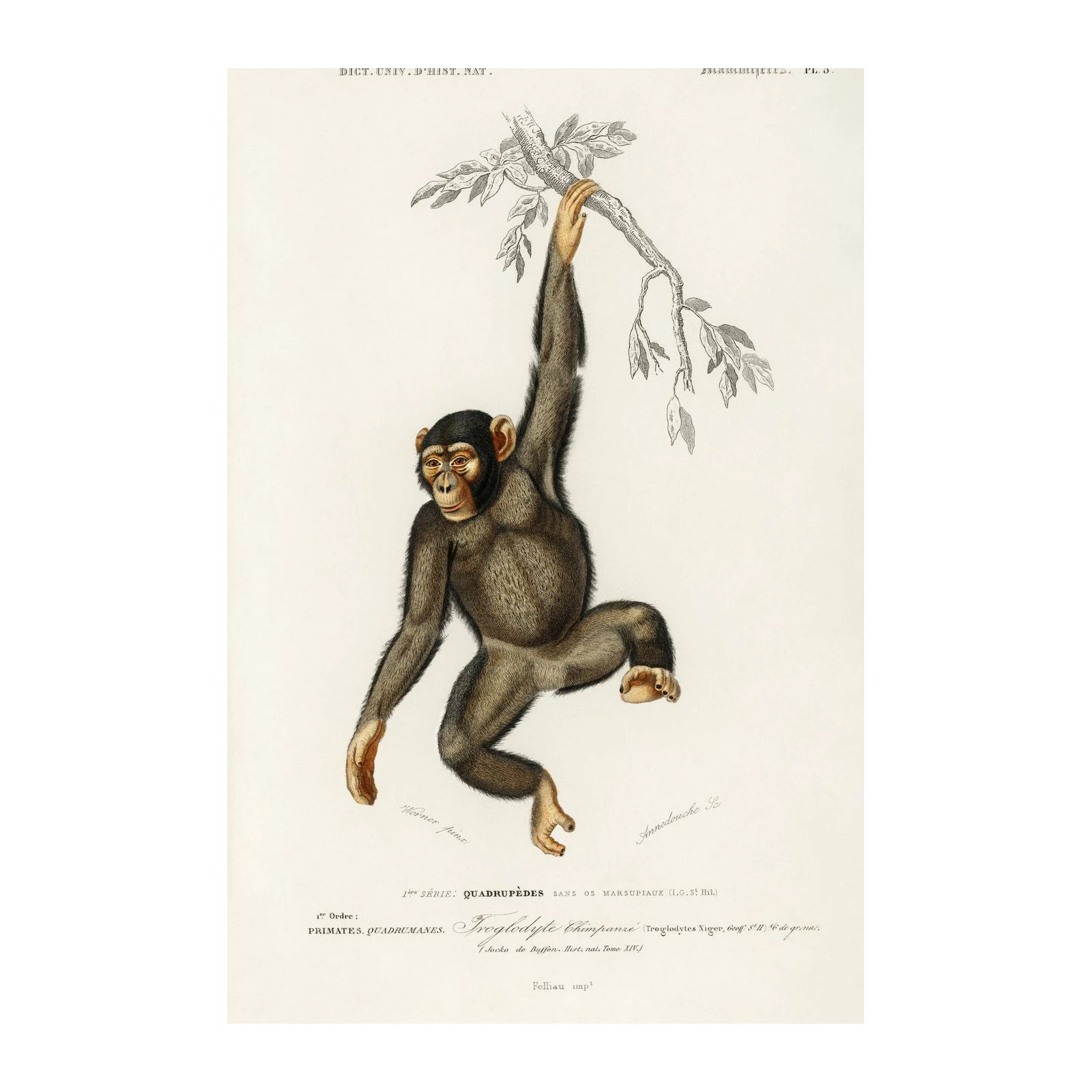 Vintage Chimpanzee Hanging Wall Art - Wildlife Art