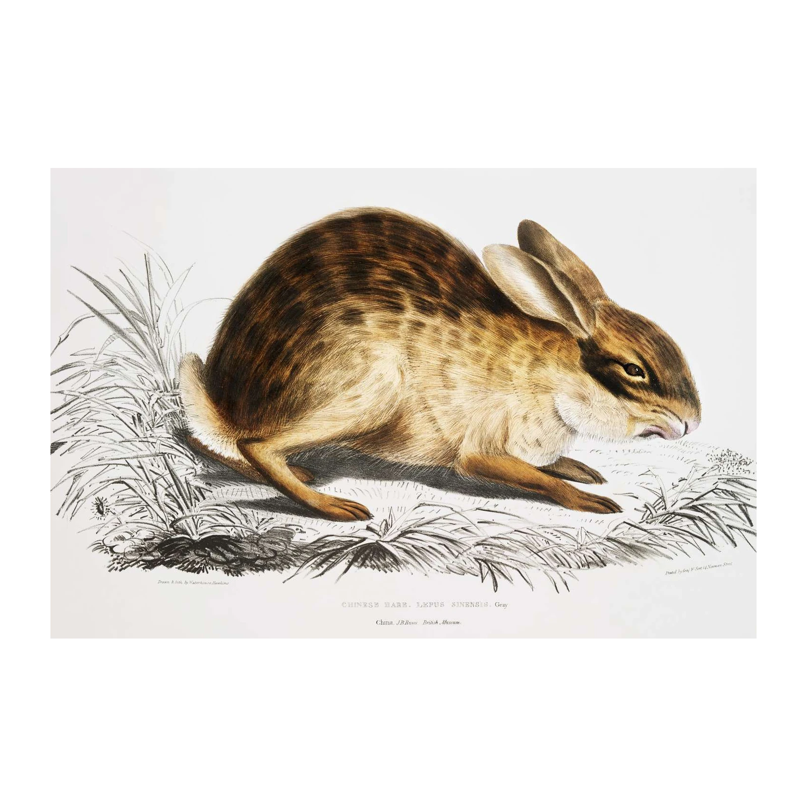 Vintage Chinese Hare Wildlife Art Wall Art