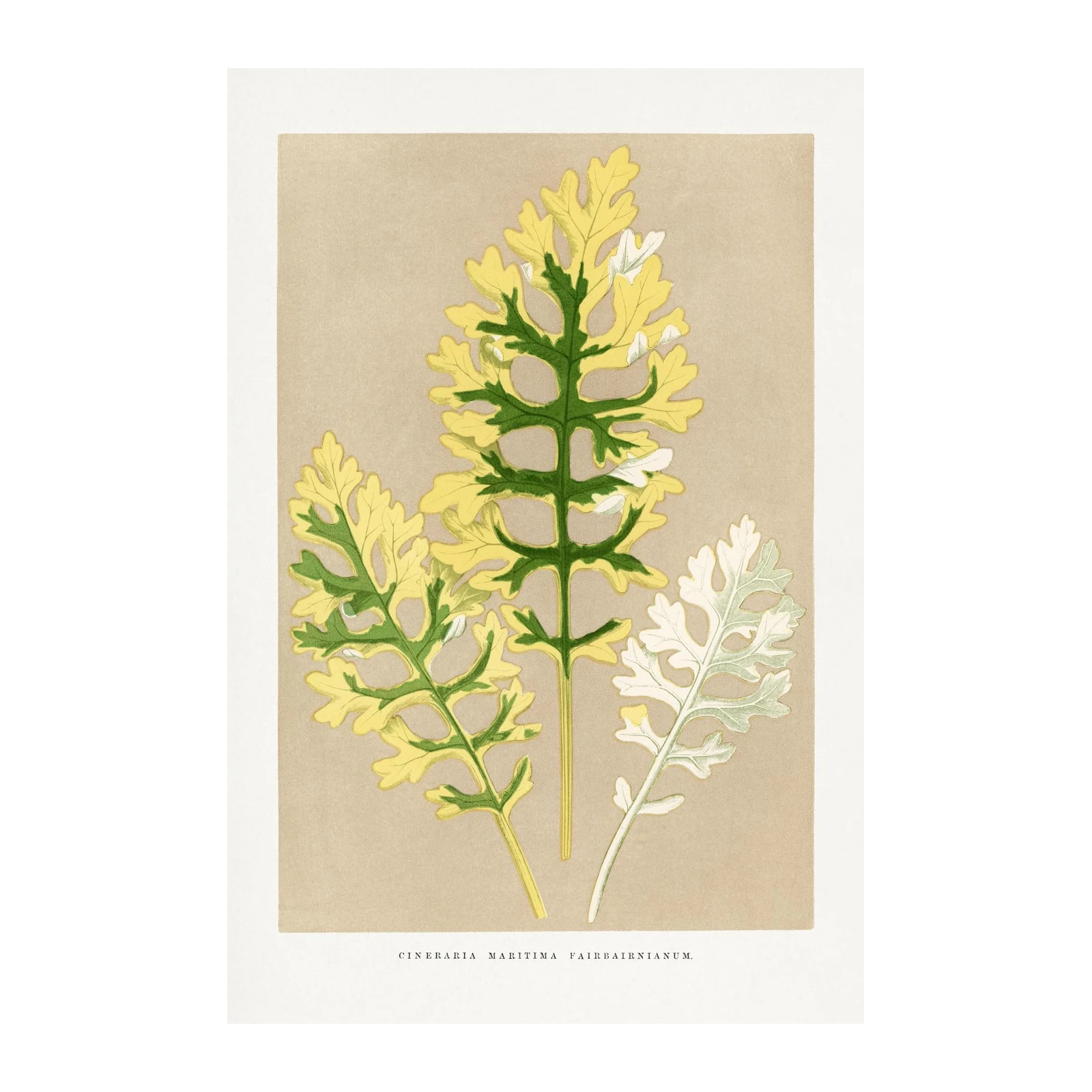 Botanical Cineraria Maritima Wall Art