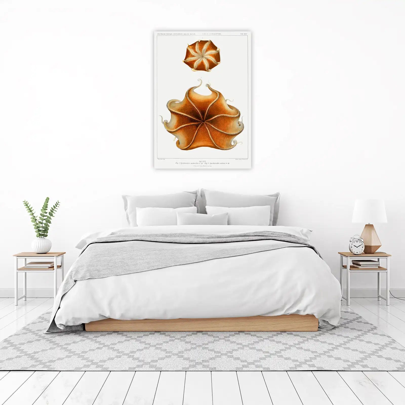 Vintage Octopus Art Print | Marine Biology Wall Art