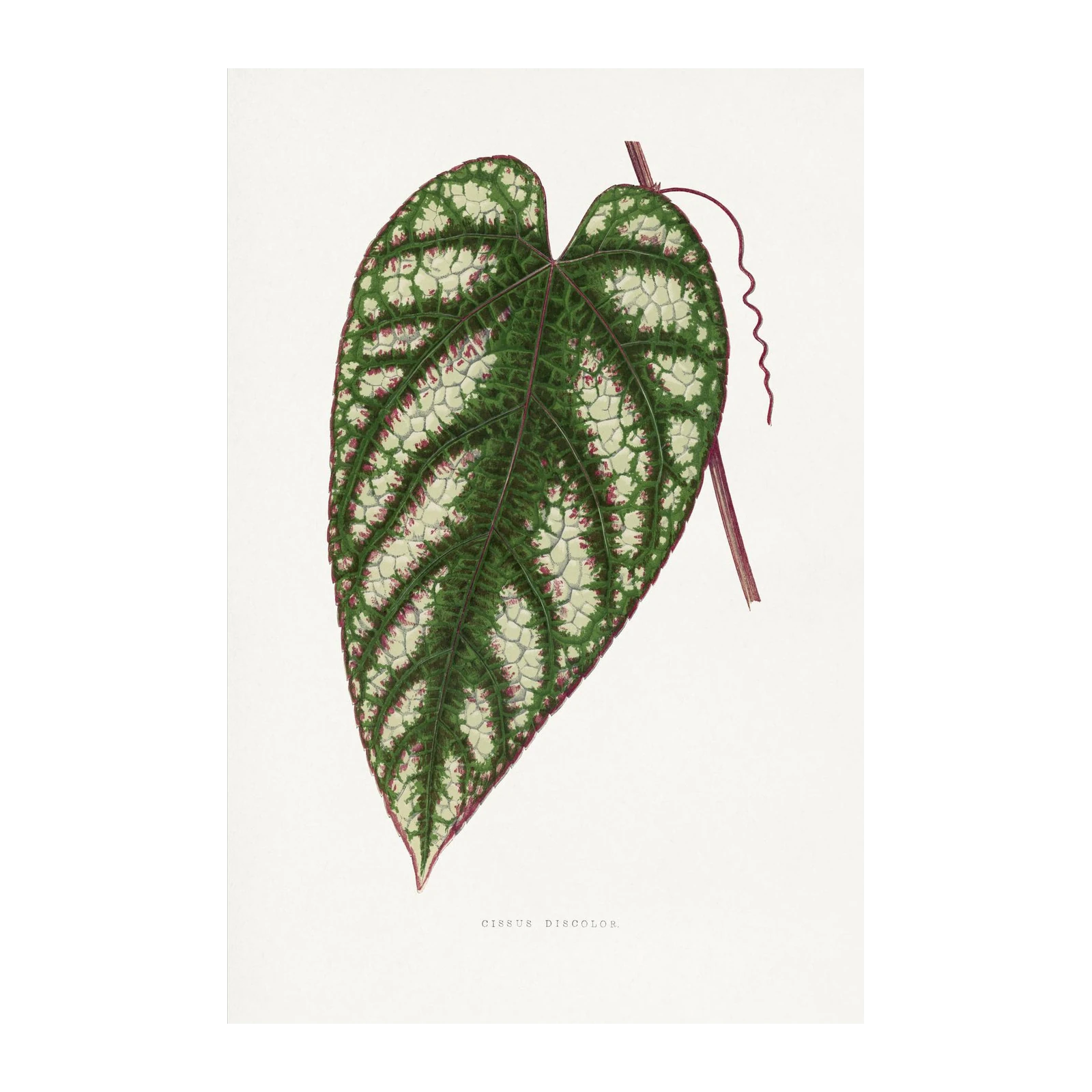 Cissus Discolor Botanical Art Wall Art