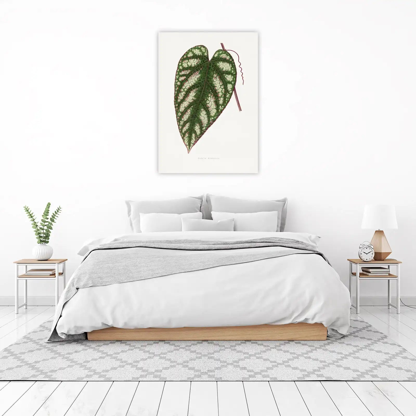 Cissus Discolor Botanical Art Wall Art
