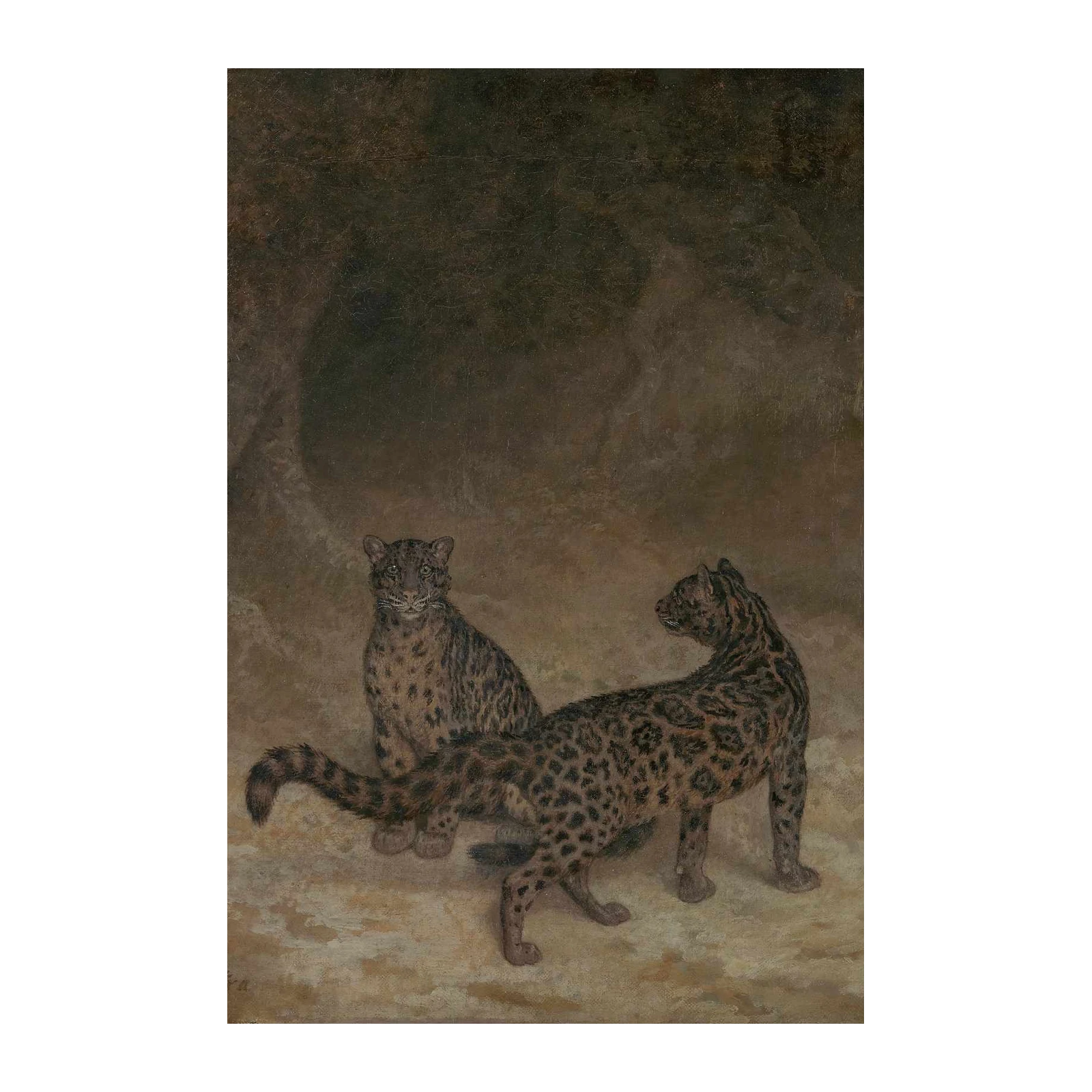Leopards in the Wild Wall Art