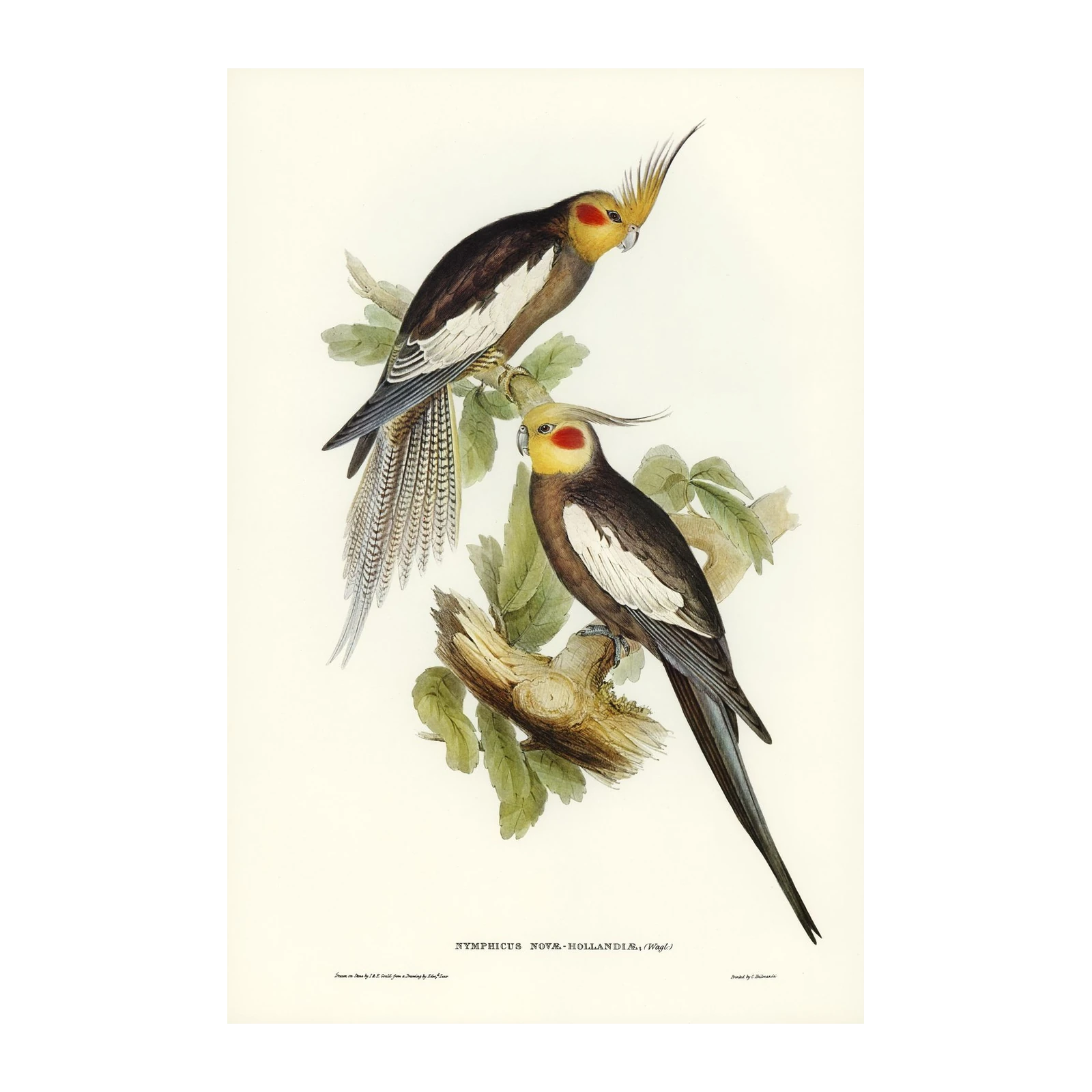 Elegant Cockatiel Pair Vintage Art Wall Art