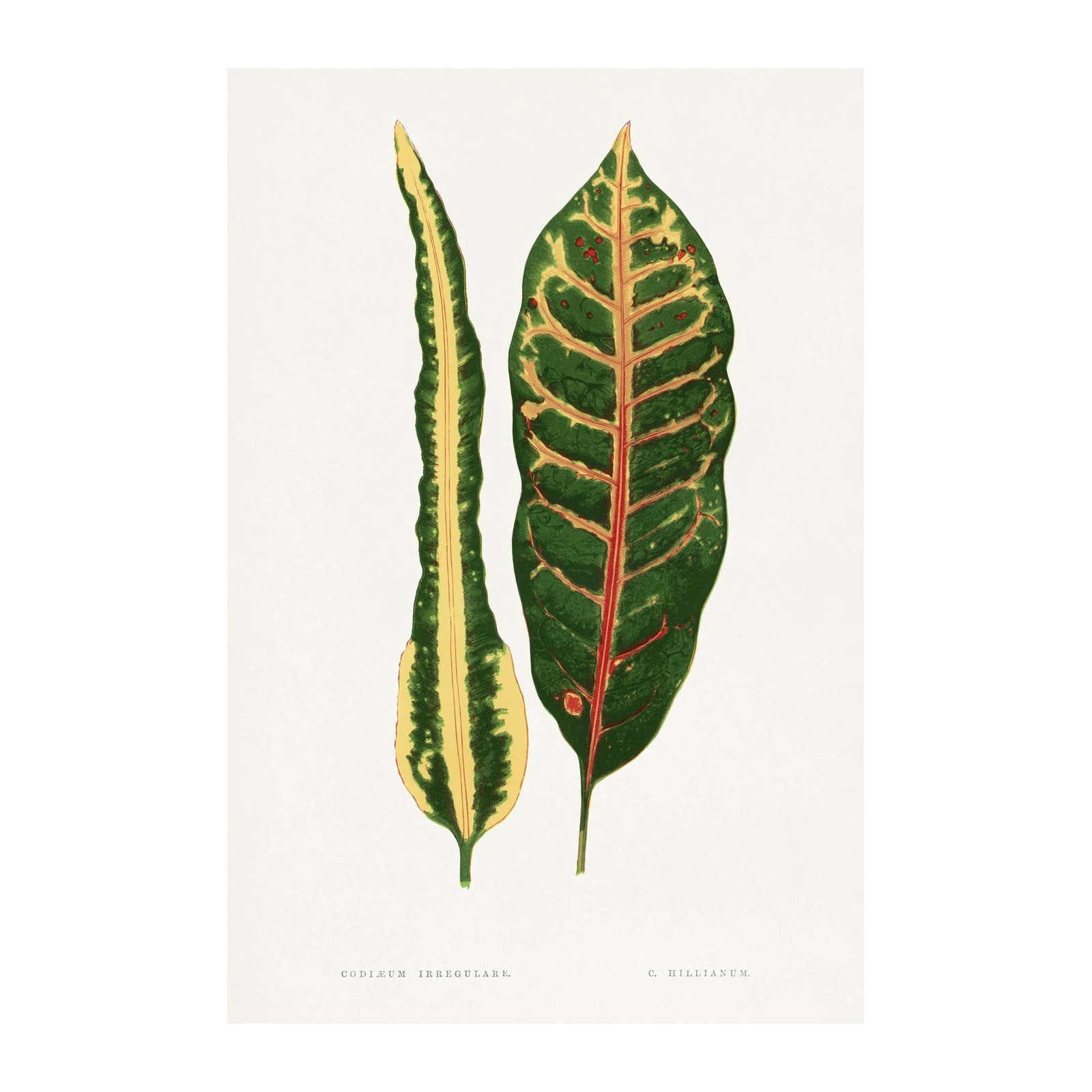 Vintage Botanical Croton Leaves Wall Art