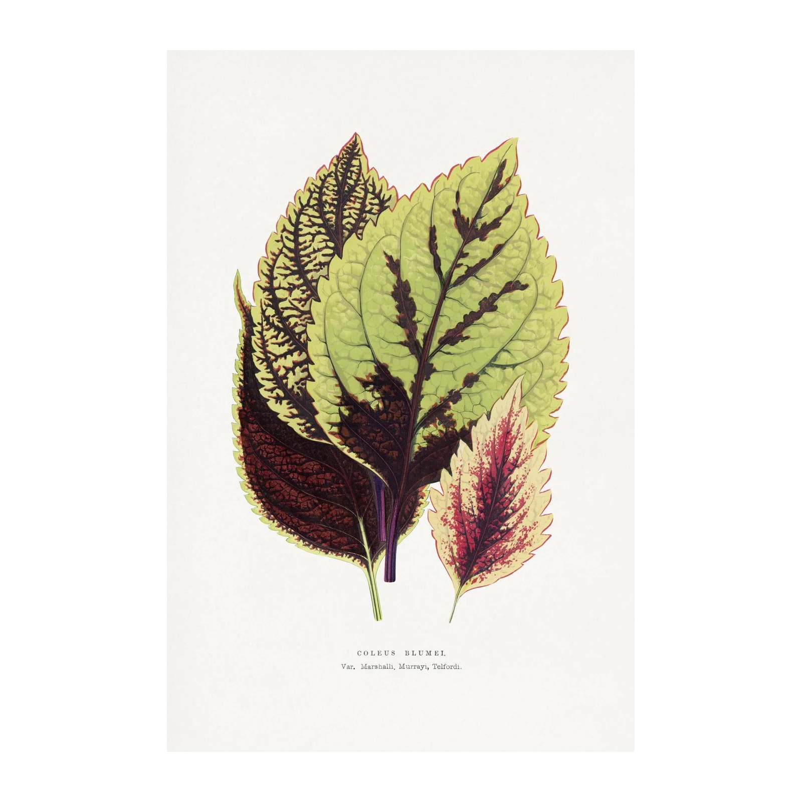 Botanical Coleus Blumei Wall Art
