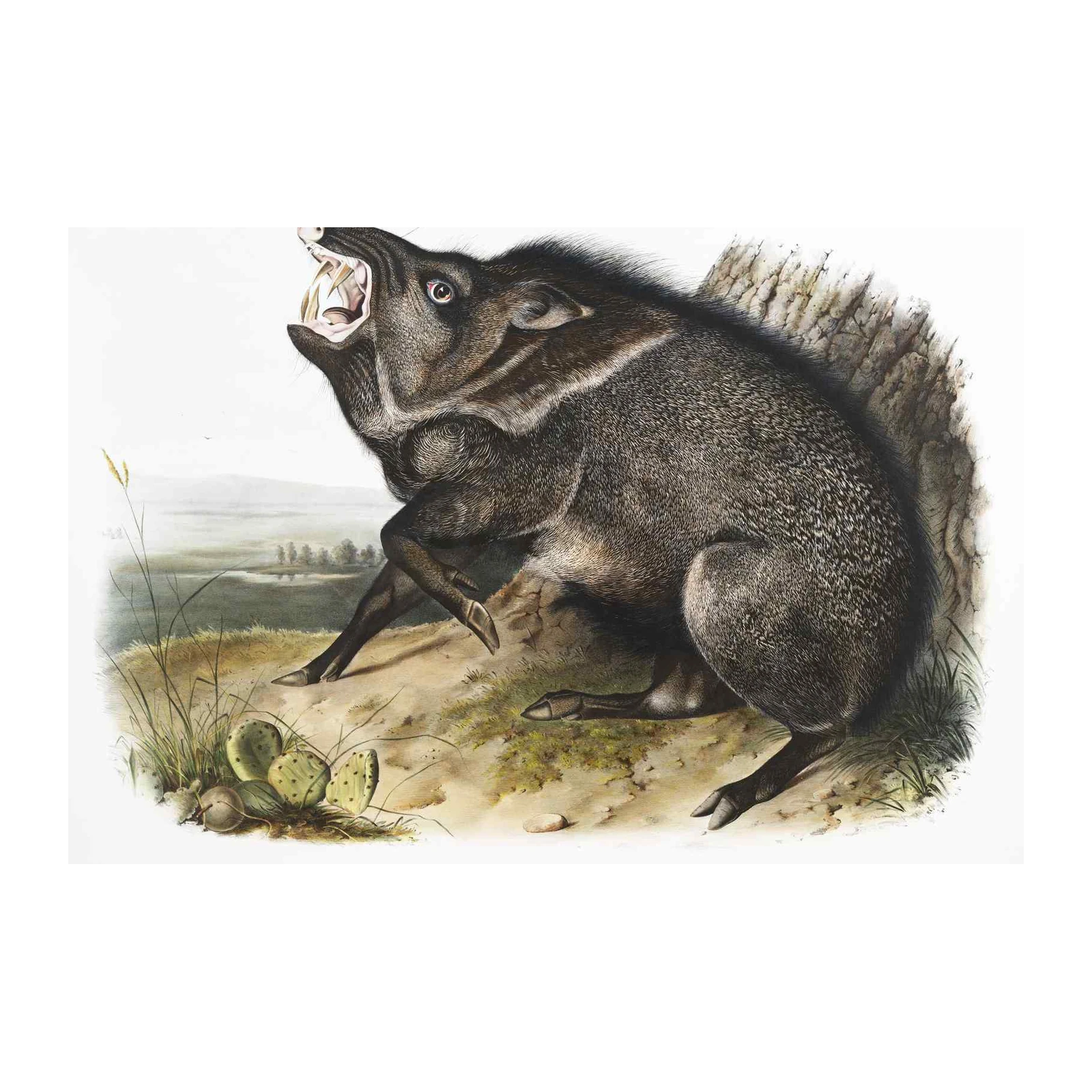 Collared Peccary Aggressive Wildlife Wall Art