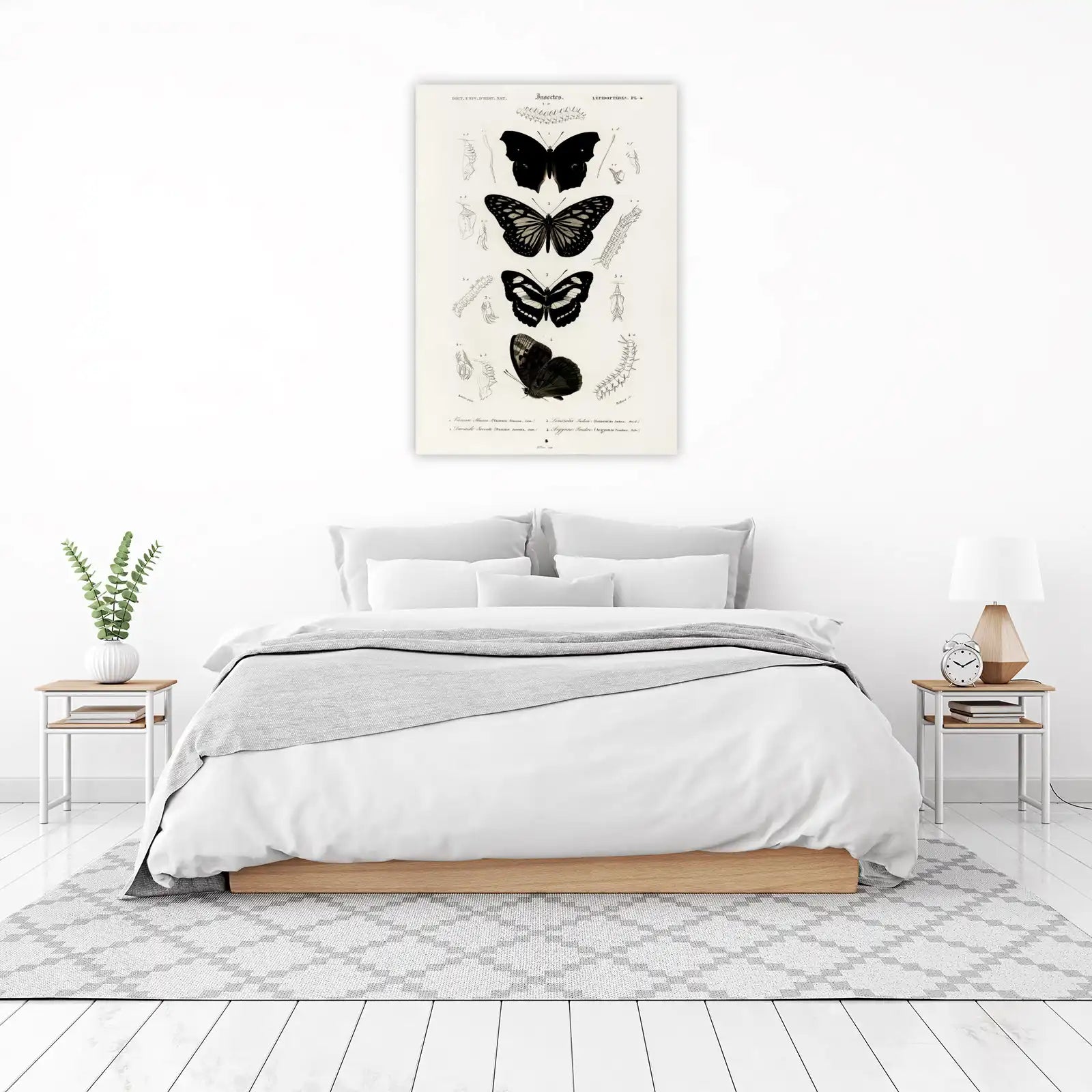 Vintage Butterfly Illustration Wall Art