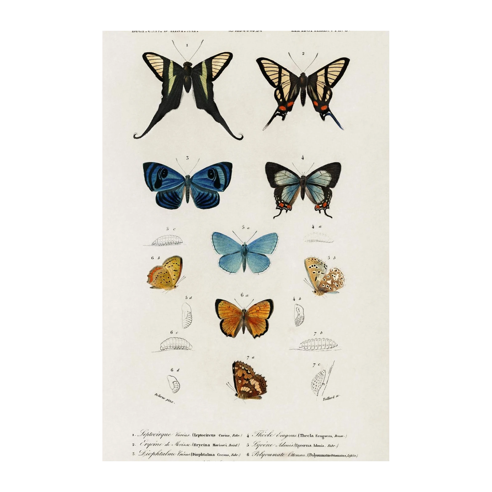 Vintage Butterfly & Insect Illustrations Wall Art