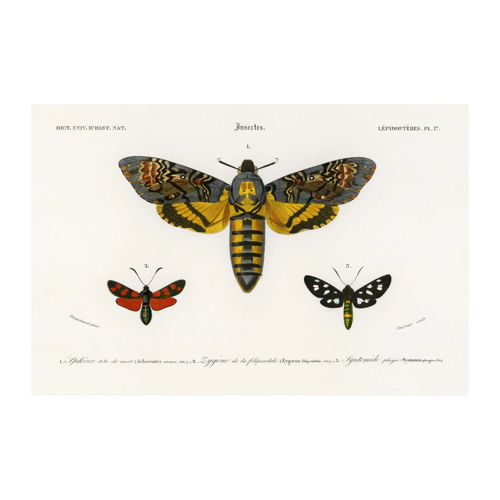 Vintage Butterfly & Moth Trio Wall Art