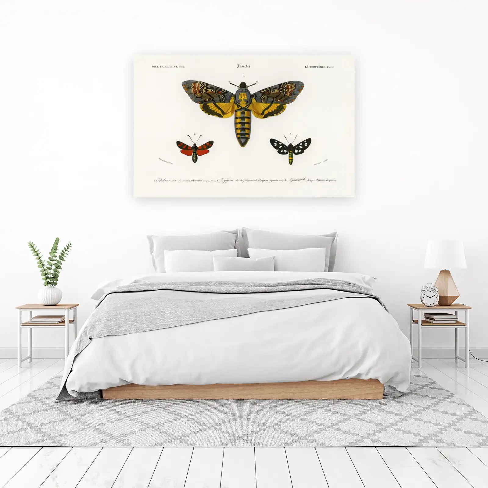 Vintage Butterfly & Moth Trio Wall Art