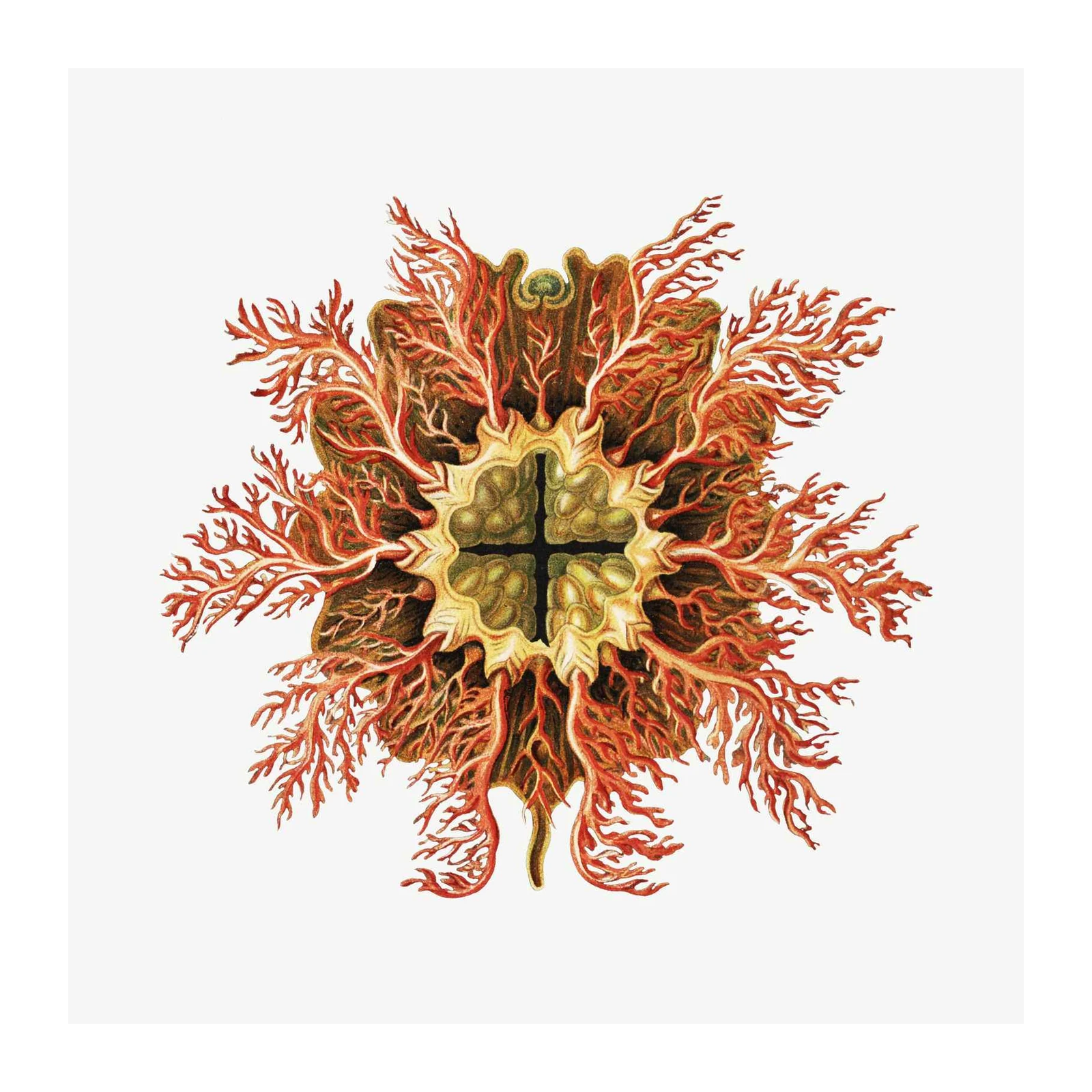 Vintage Red Coral Botanical Wall Art