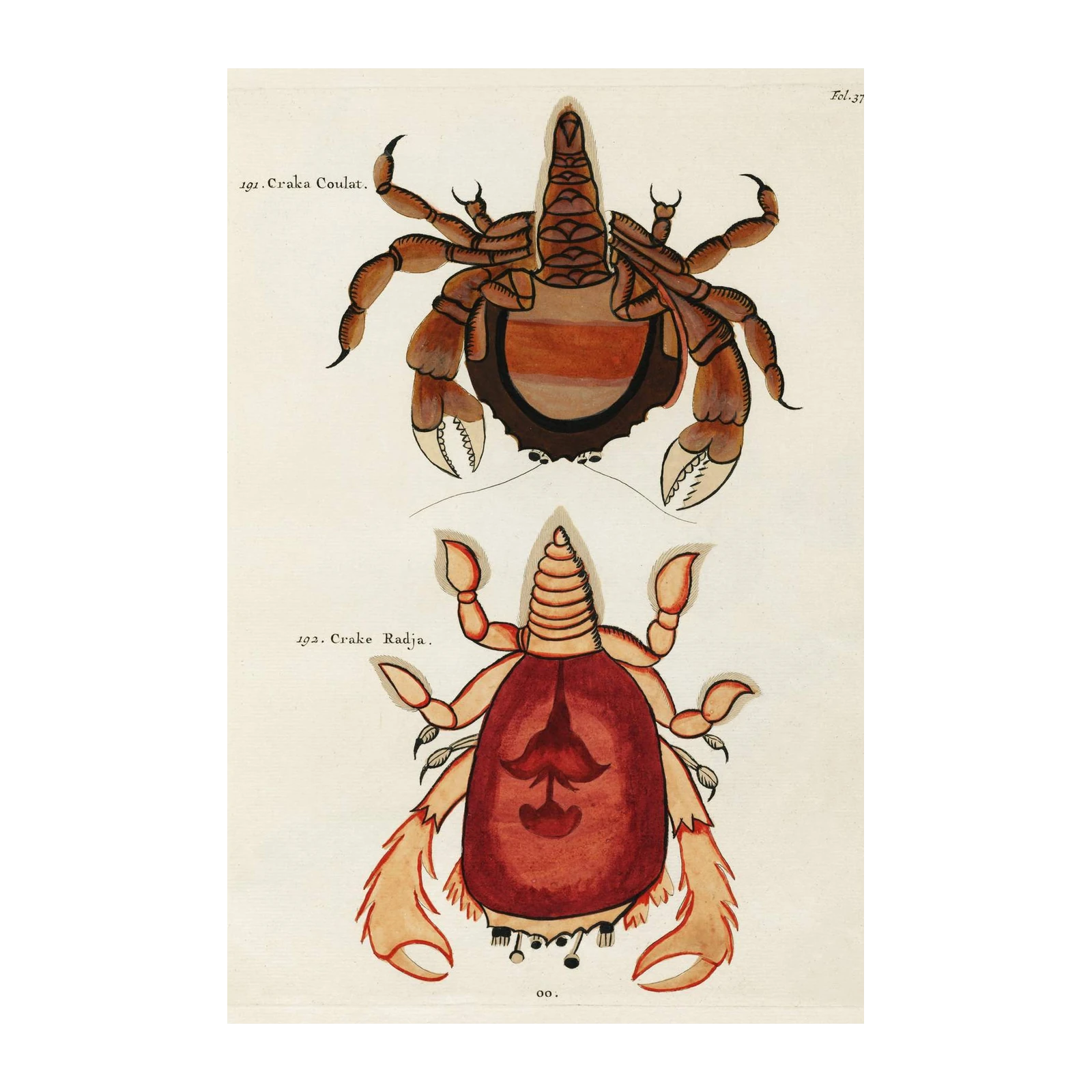 Vintage Crab Art Print - Natural History Wall Art