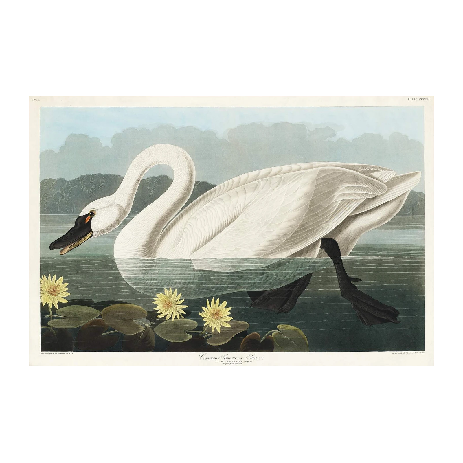 Elegant Swan Serenity Wall Art