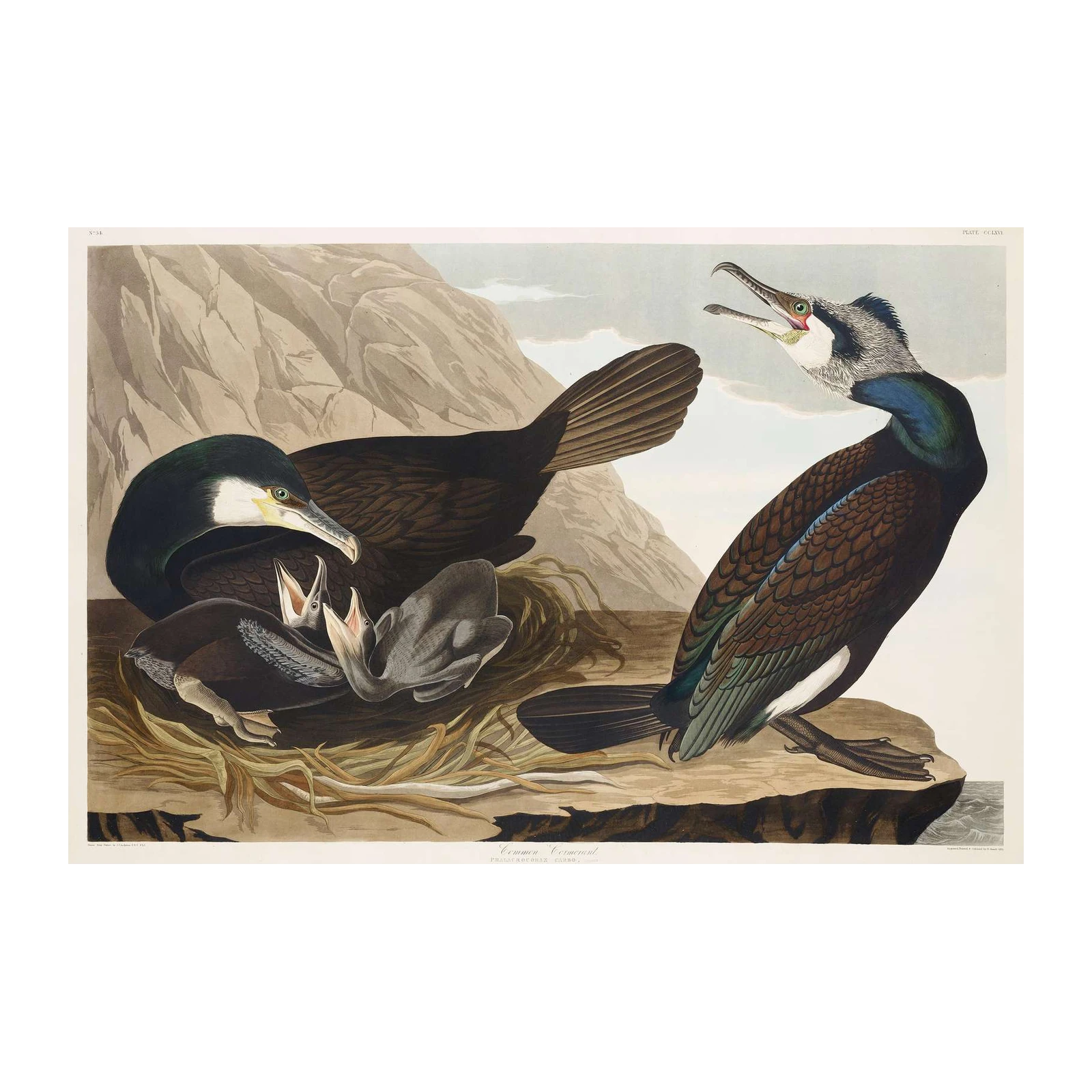 Audubon Common Cormorant Wall Art