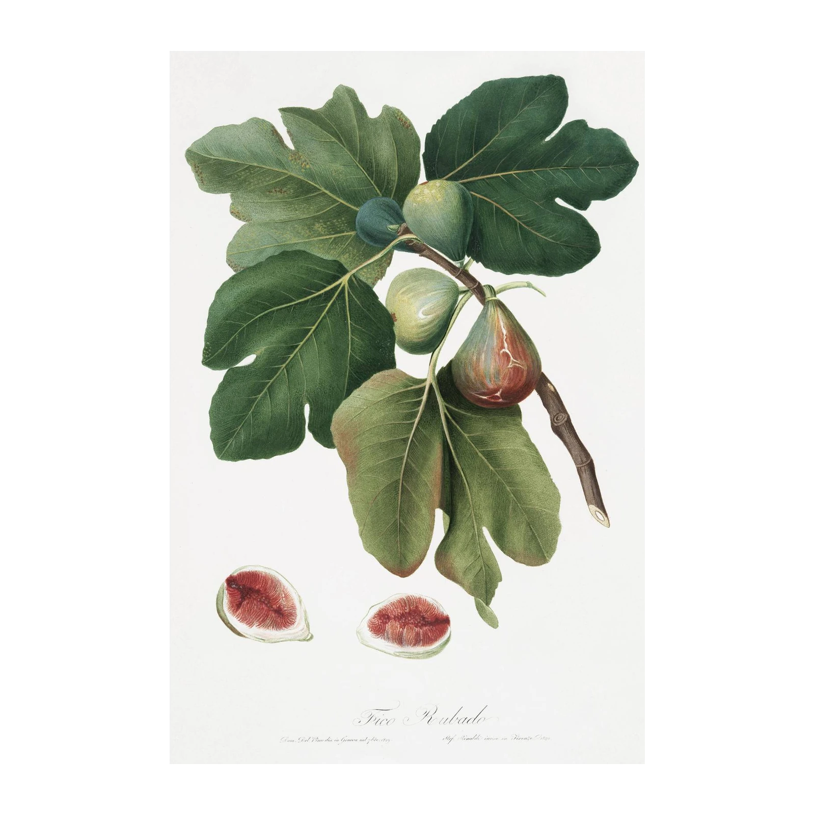 Vintage Fig Botanical Art Wall Art