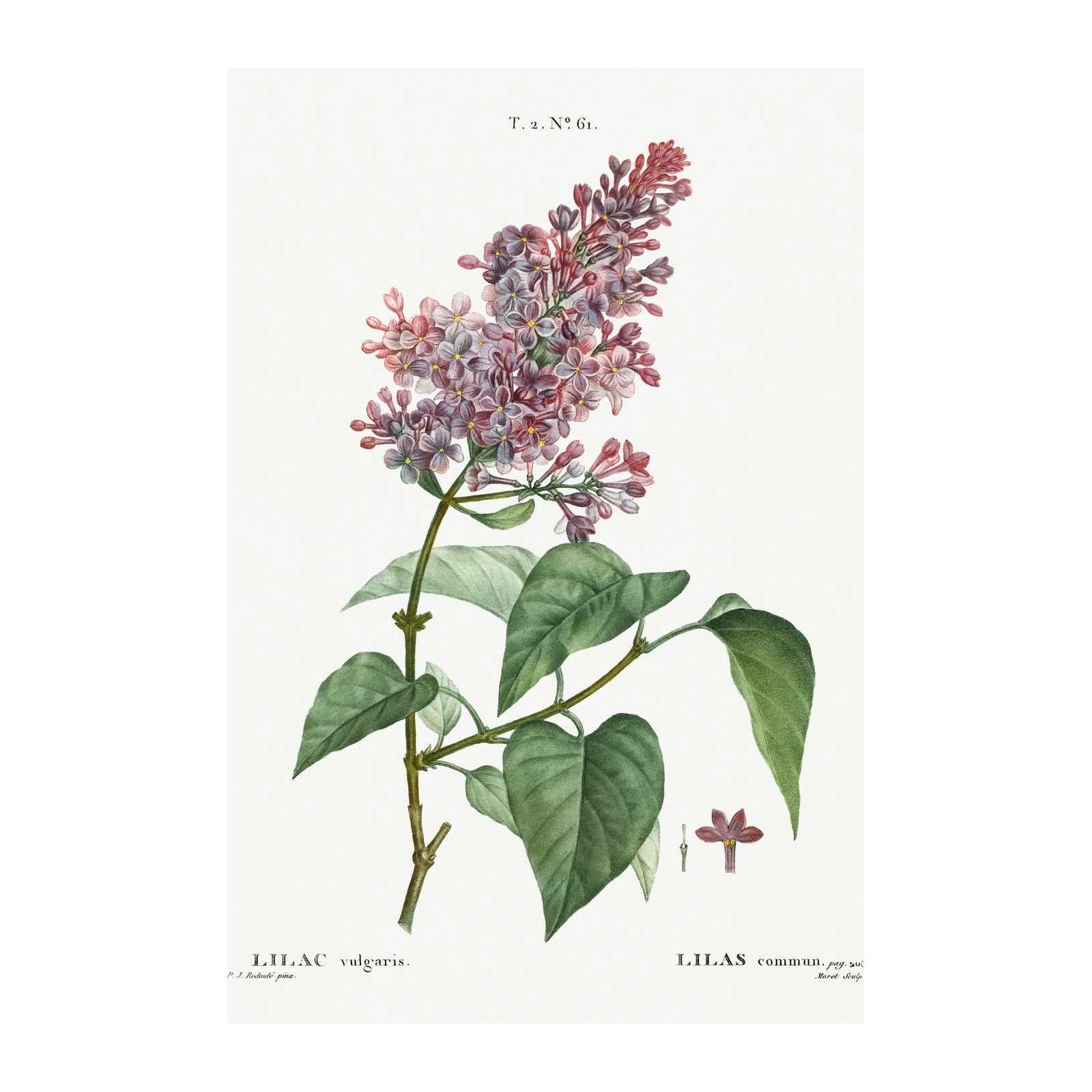 Vintage Lilac Botanical Art Wall Art