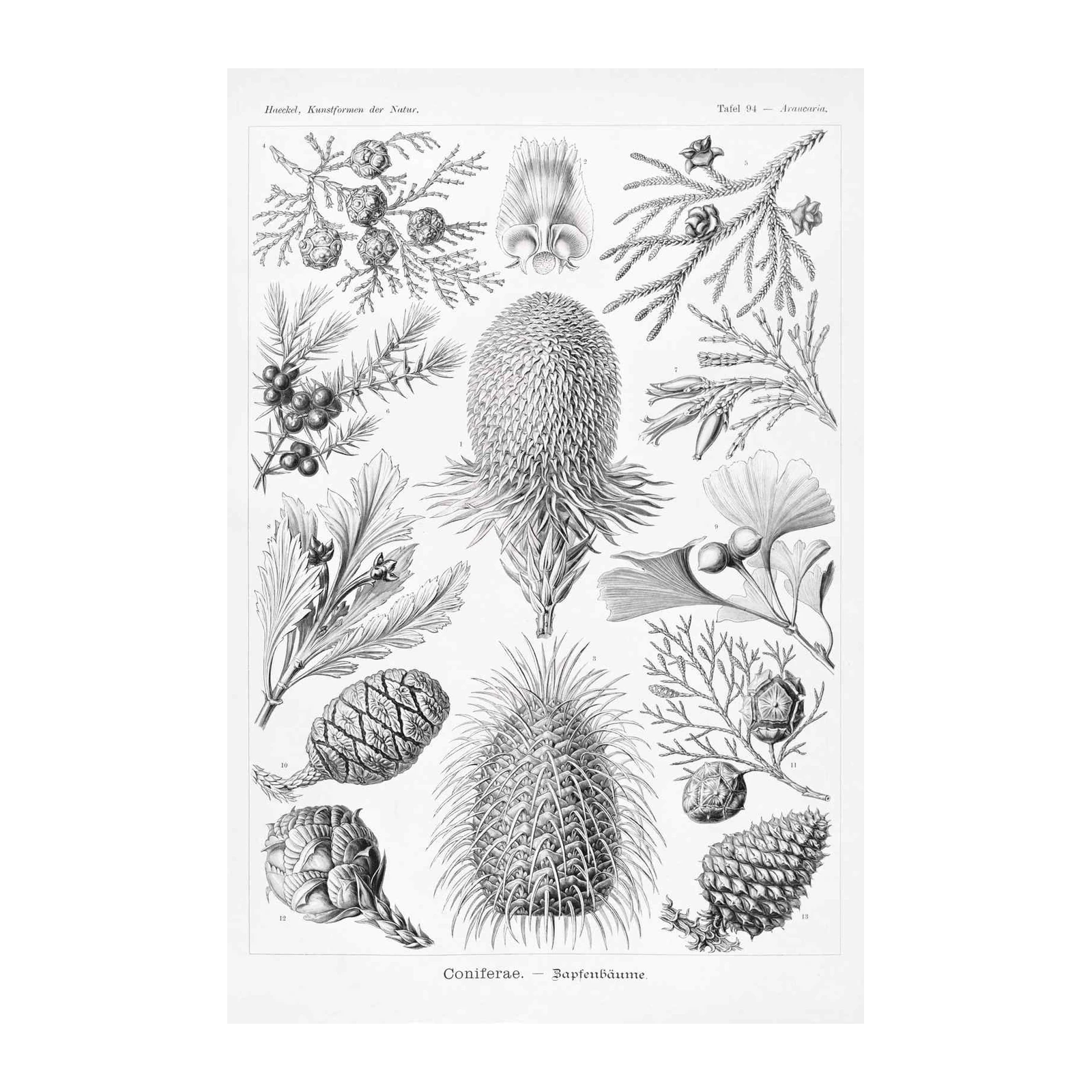Vintage Coniferae Botanical Print Wall Art