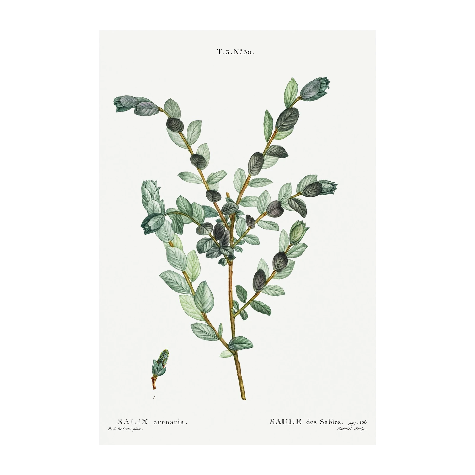 Vintage Botanical Salix Arenaria Wall Art