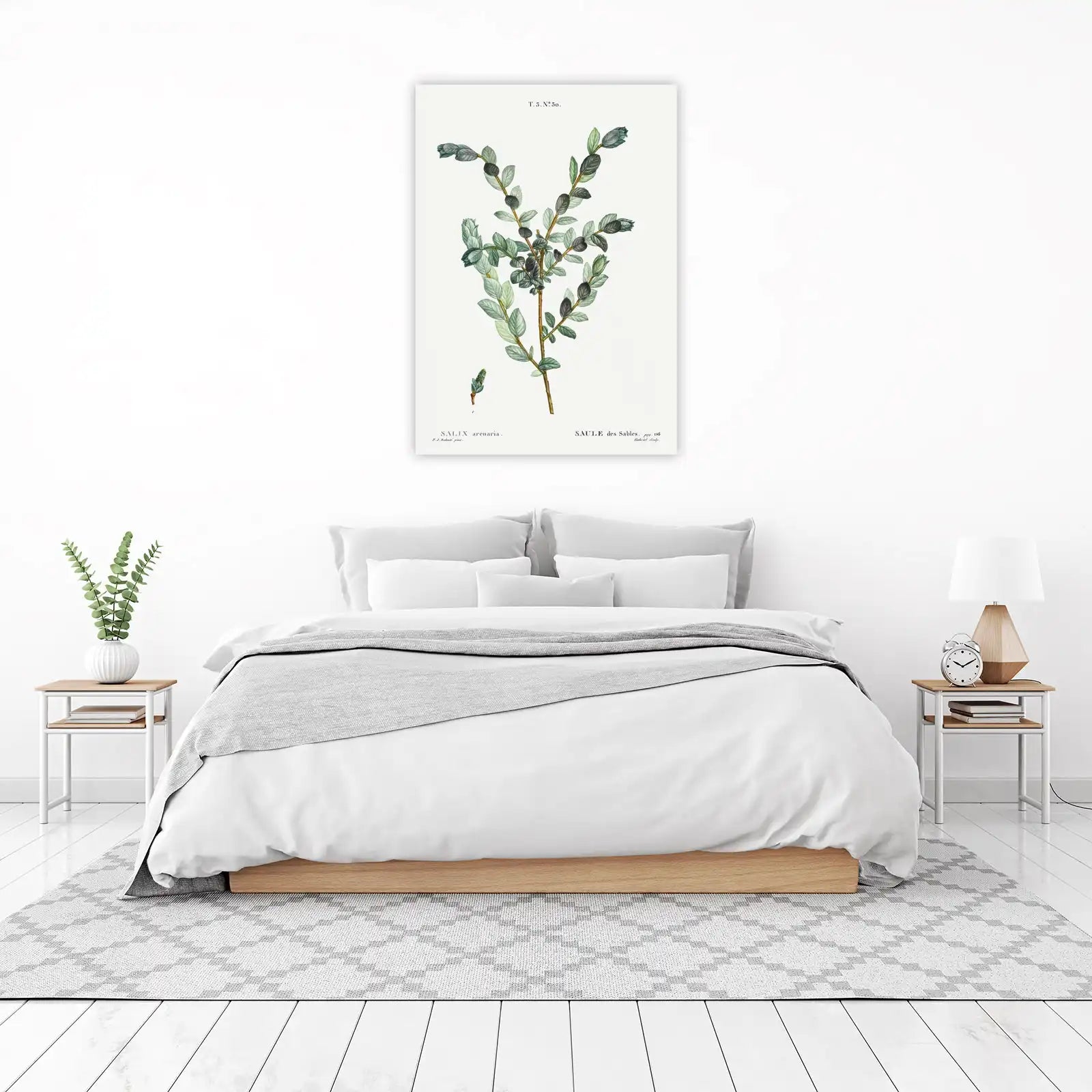 Vintage Botanical Salix Arenaria Wall Art