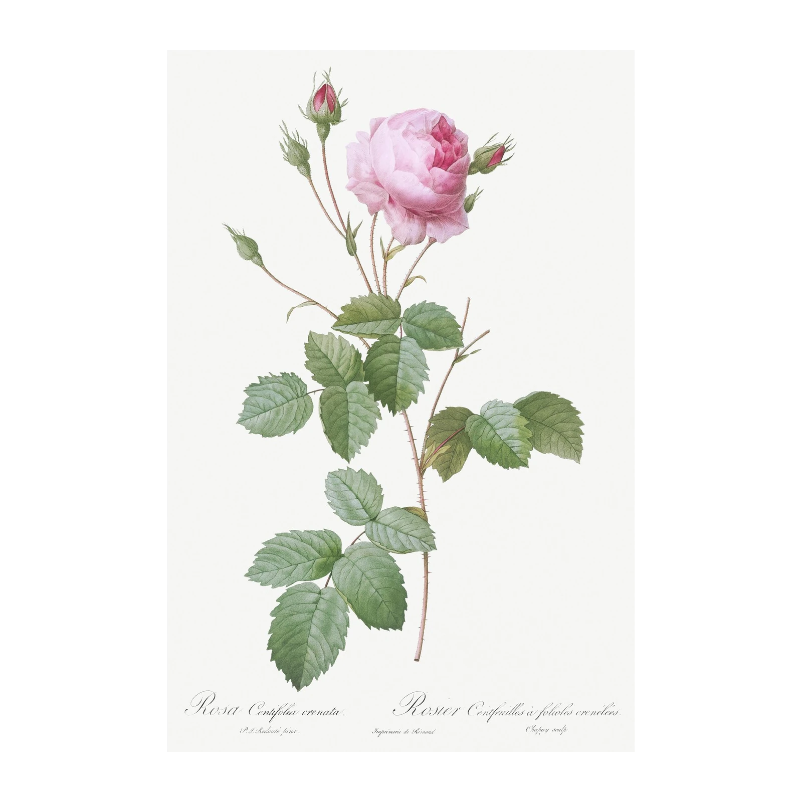Vintage Pink Rose Botanical Wall Art Wall Art
