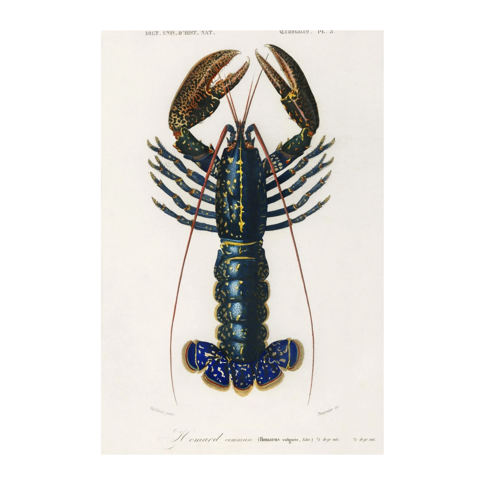 Vintage Blue Lobster Fine Art Wall Art