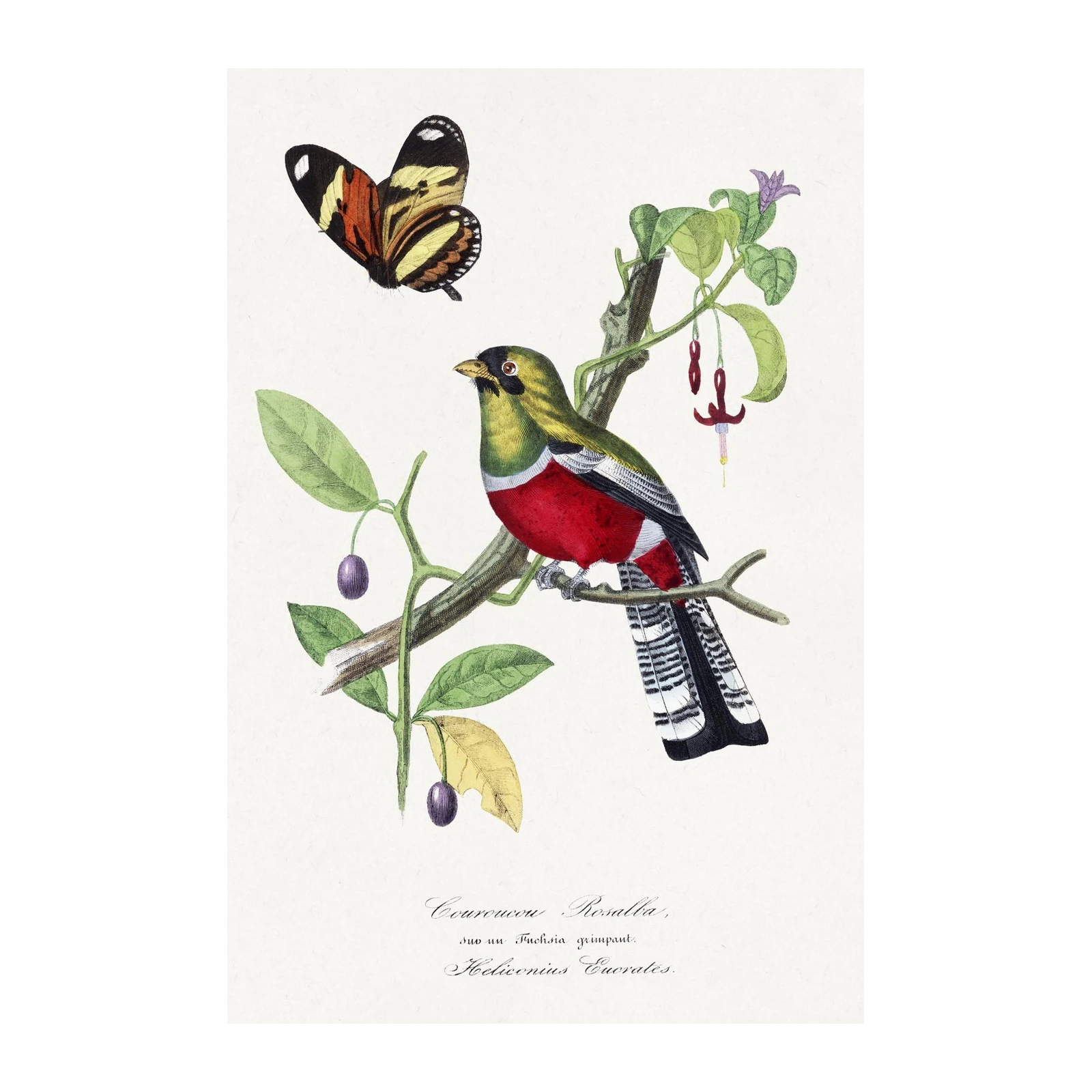 Vibrant Bird & Butterfly Botanical Wall Art