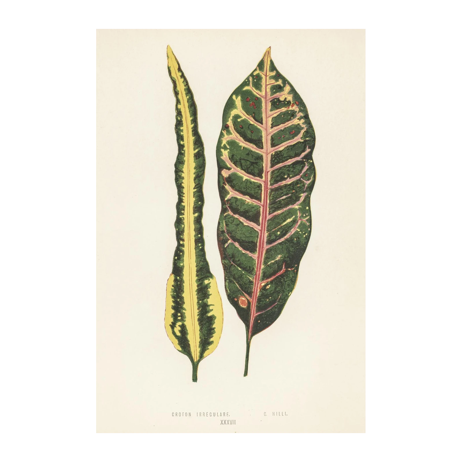 Vintage Croton Leaves Botanical Art Wall Art