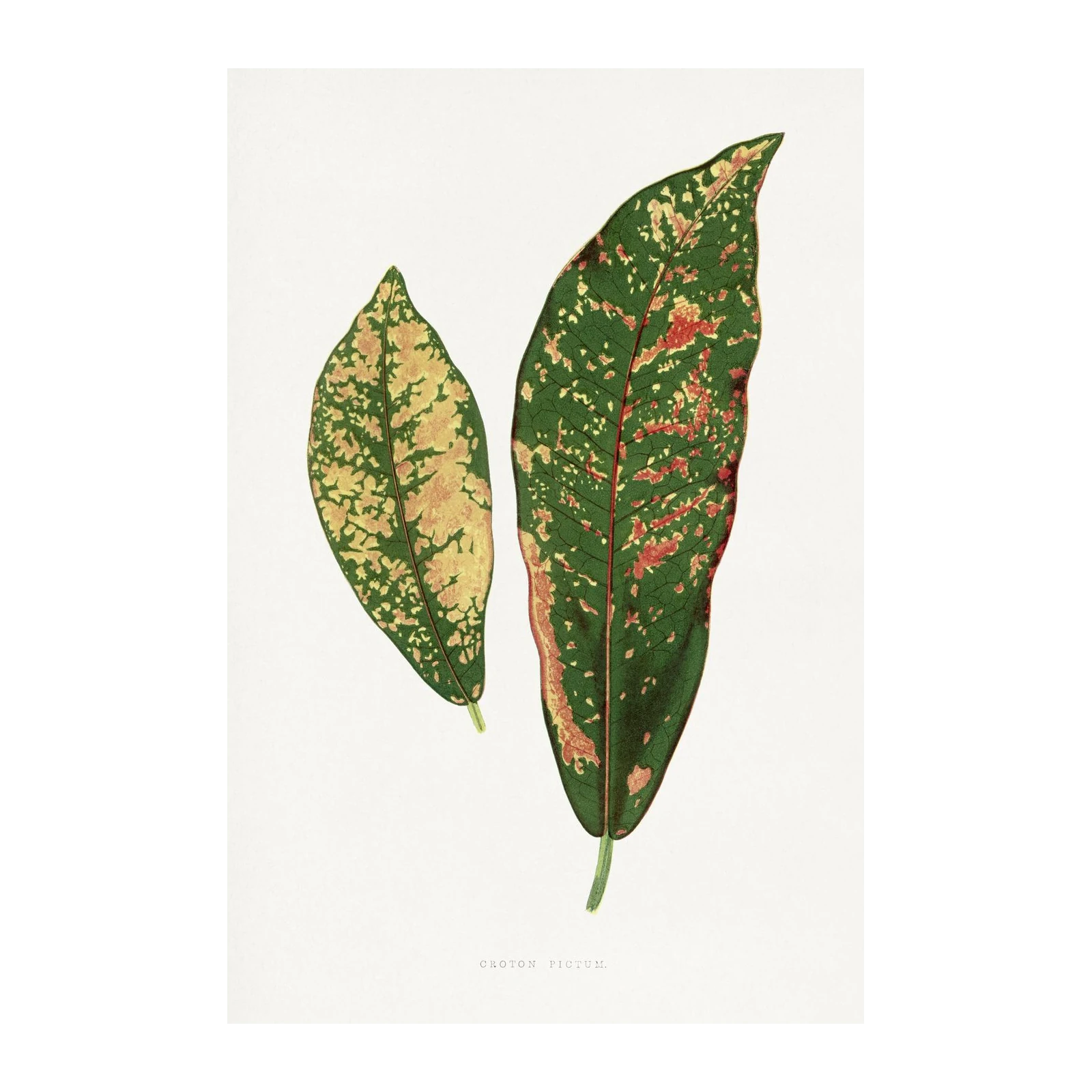 Vintage Croton Pictum Botanical Art Wall Art