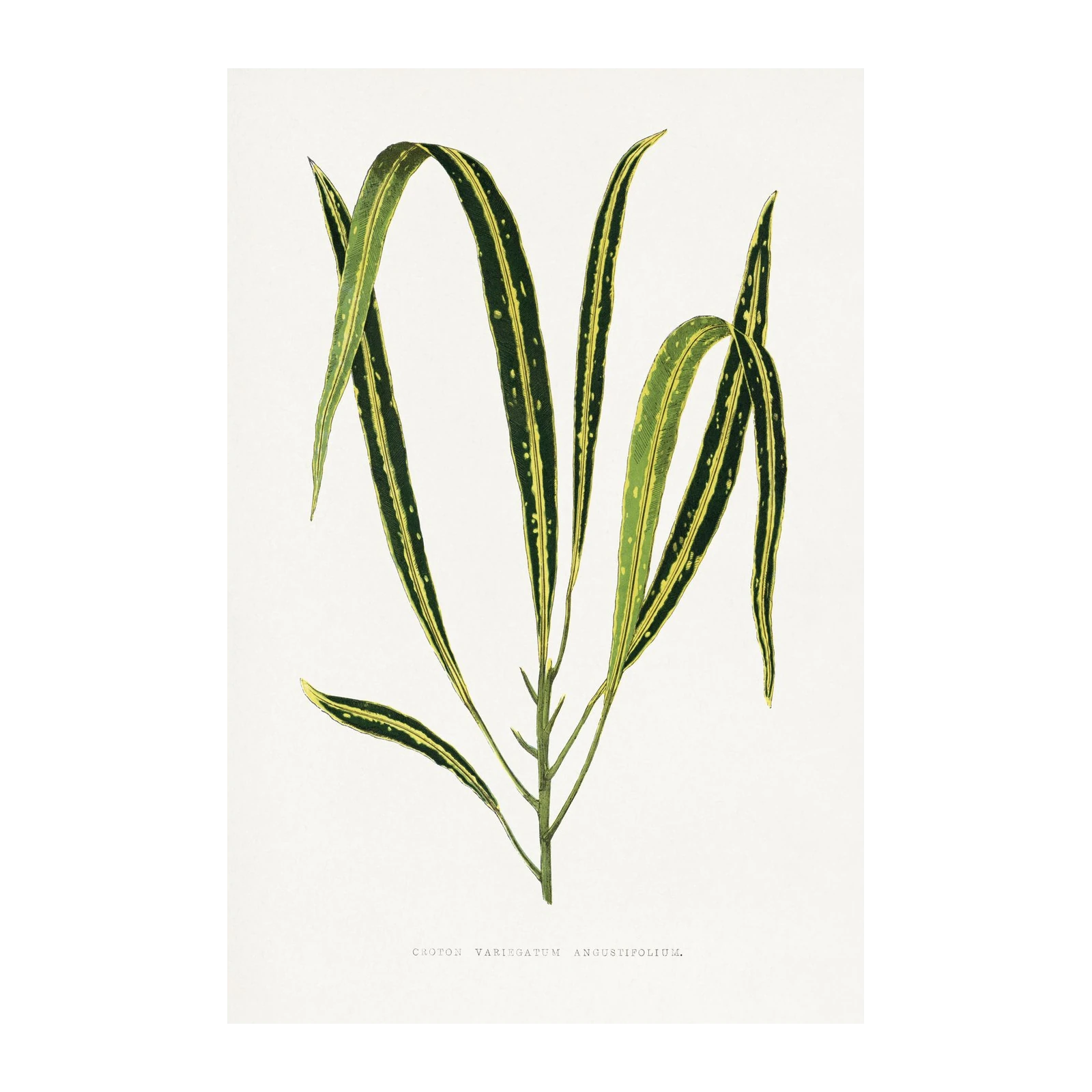 Vintage Croton Plant Botanical Art Wall Art