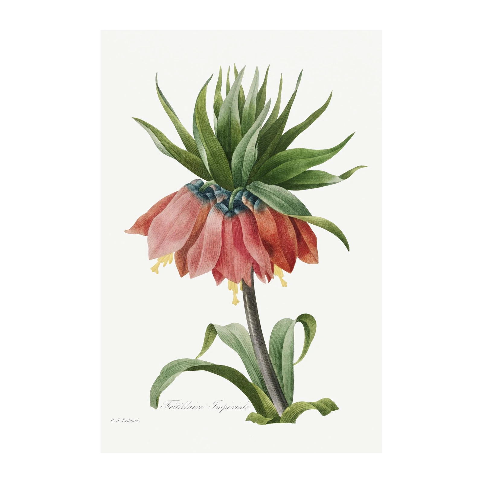 Imperial Fritillary Botanical Art Wall Art