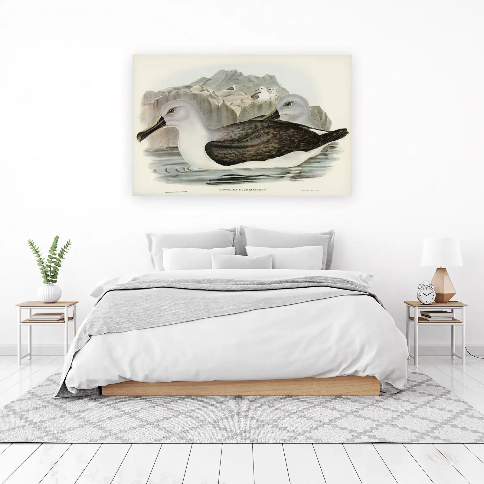 Vintage Albatross Bird Art Wall Art